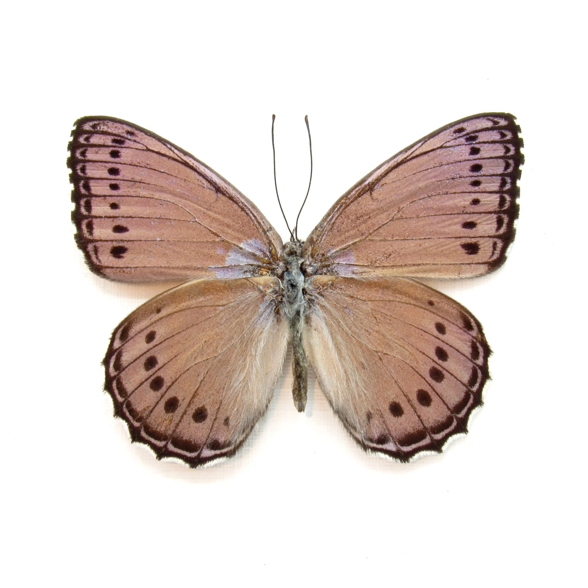 Real lavender butterfly framed taxidermy - Sallya pechuelli
