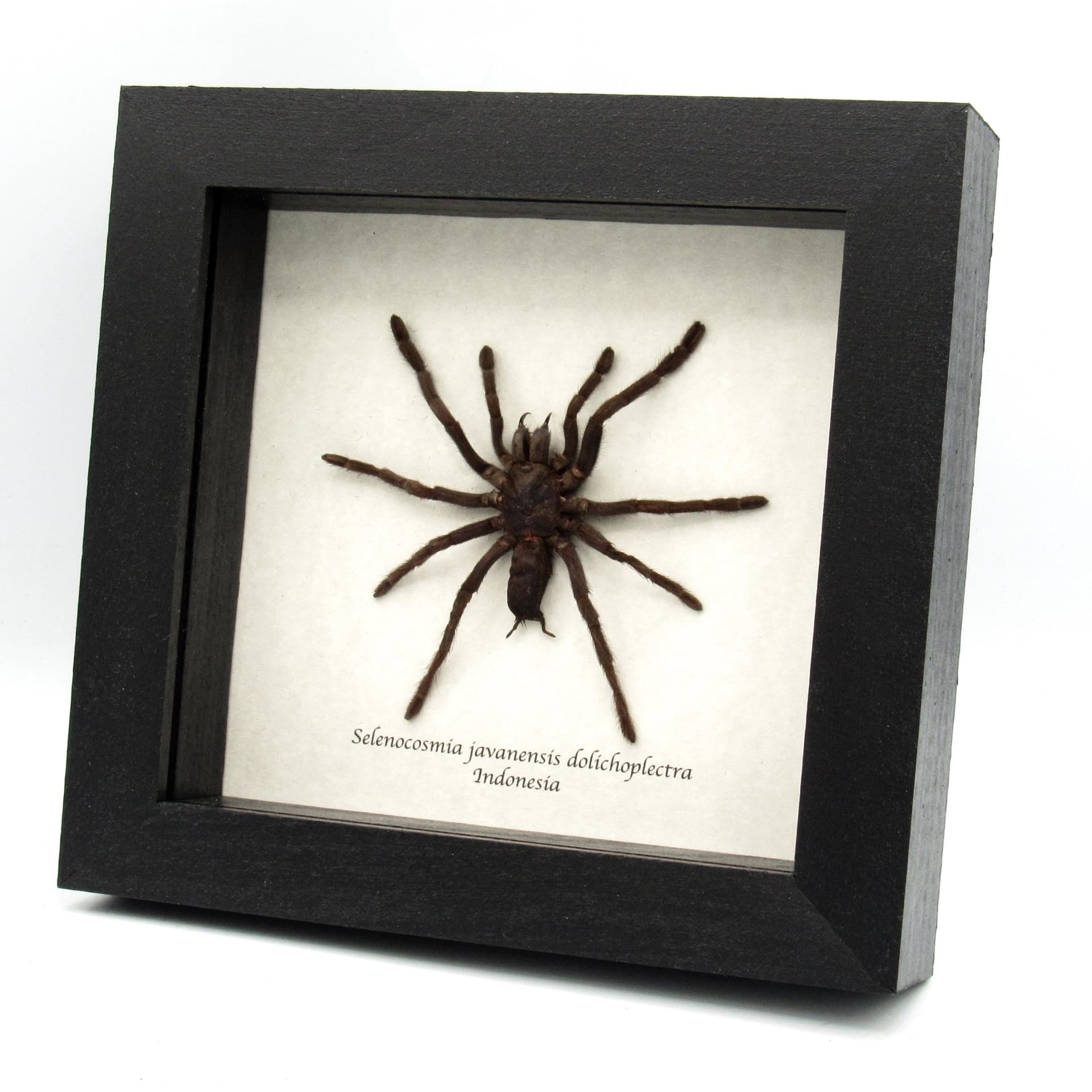 Real Java Yellow Kneed Tarantula spider framed taxidermy - Selenocosmia javanensis dolichoplectra