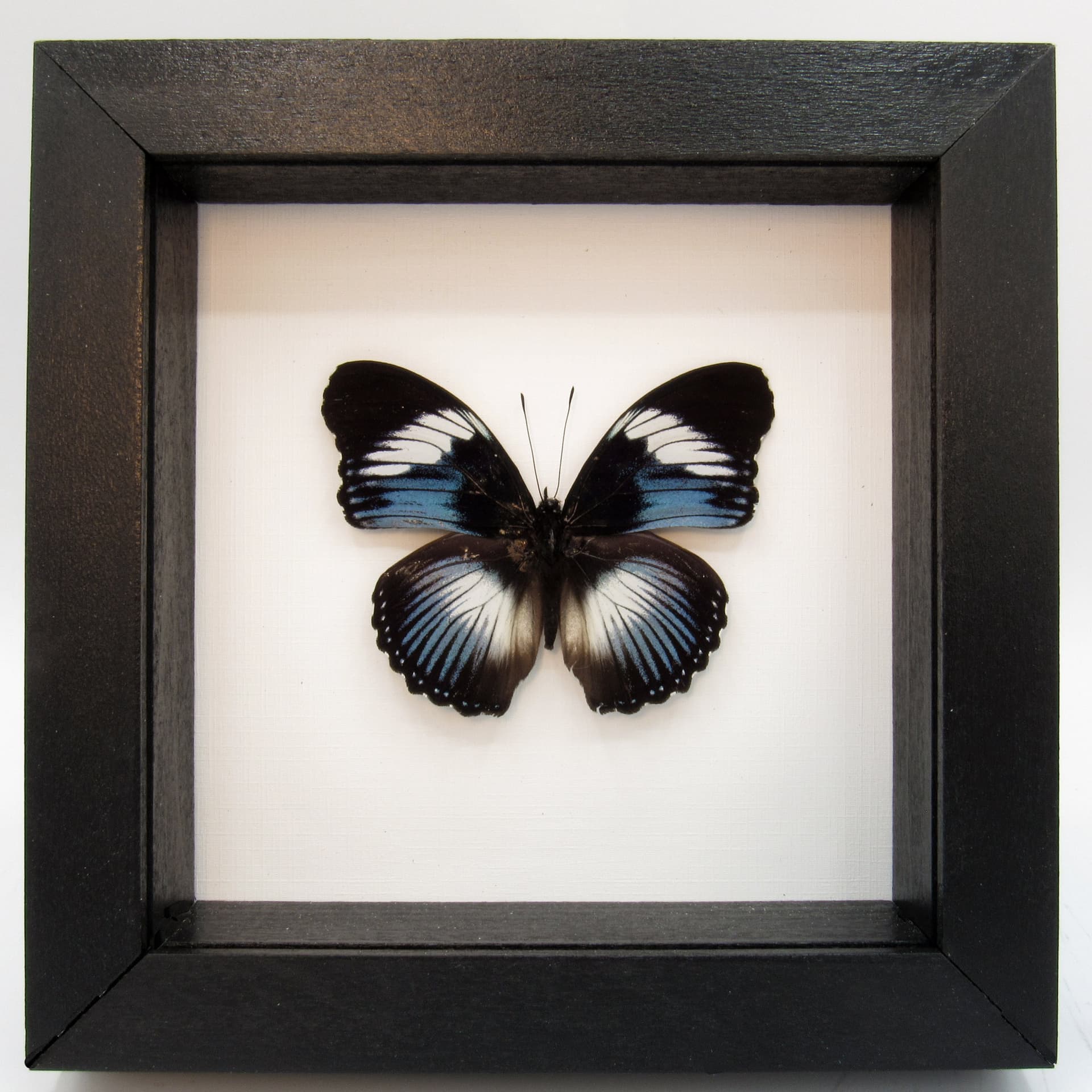 Real blue framed taxidermy butterfly - Hypolimnas monteironis
