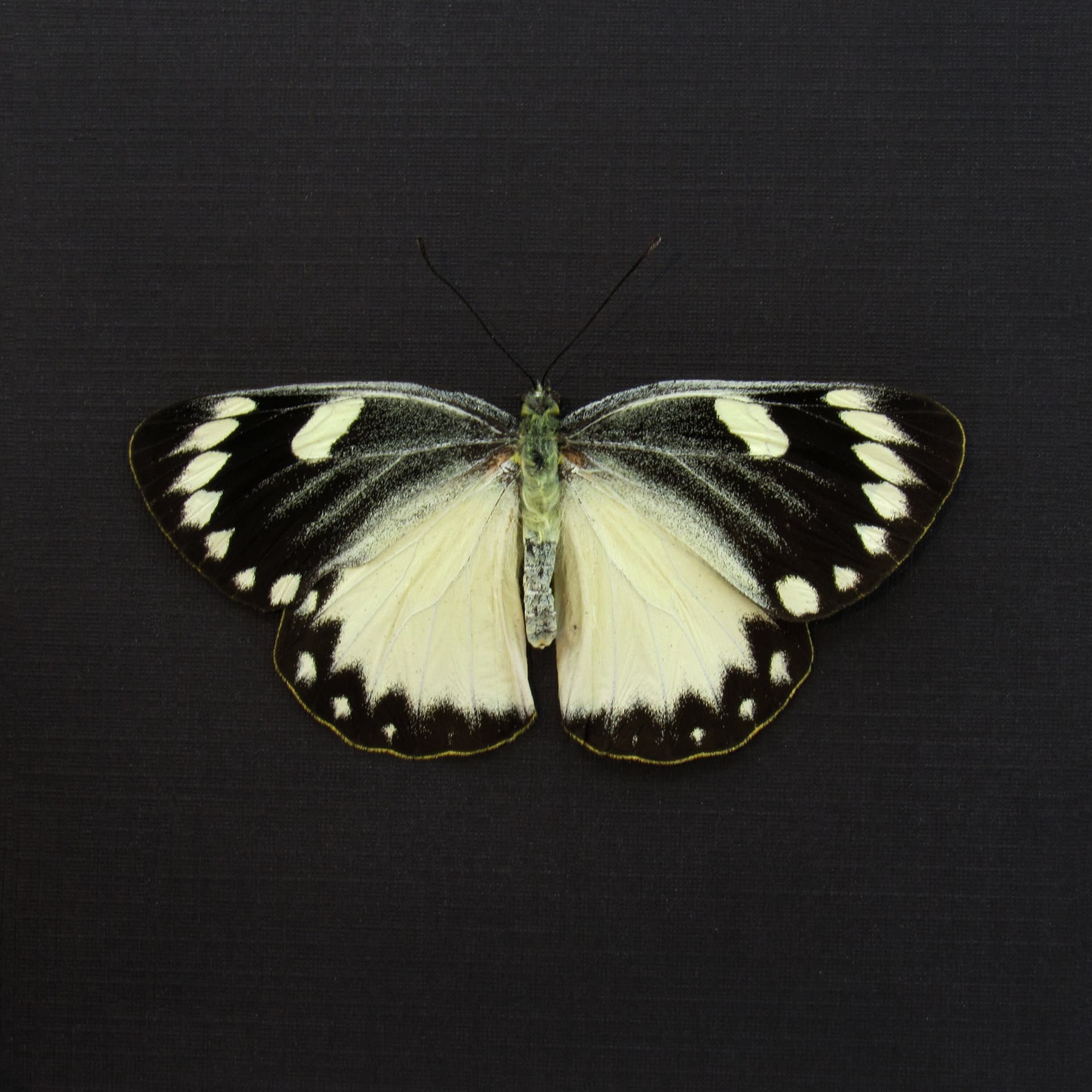 Real black and white Delias butterfly framed taxidermy - Delias splendida - Victorian mount