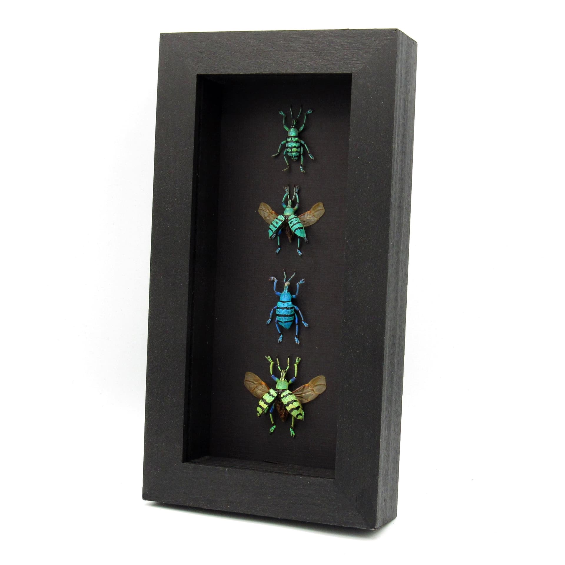 WEEVIL MANIA - real framed metallic glitter weevil beetle collection - wings opened and closed