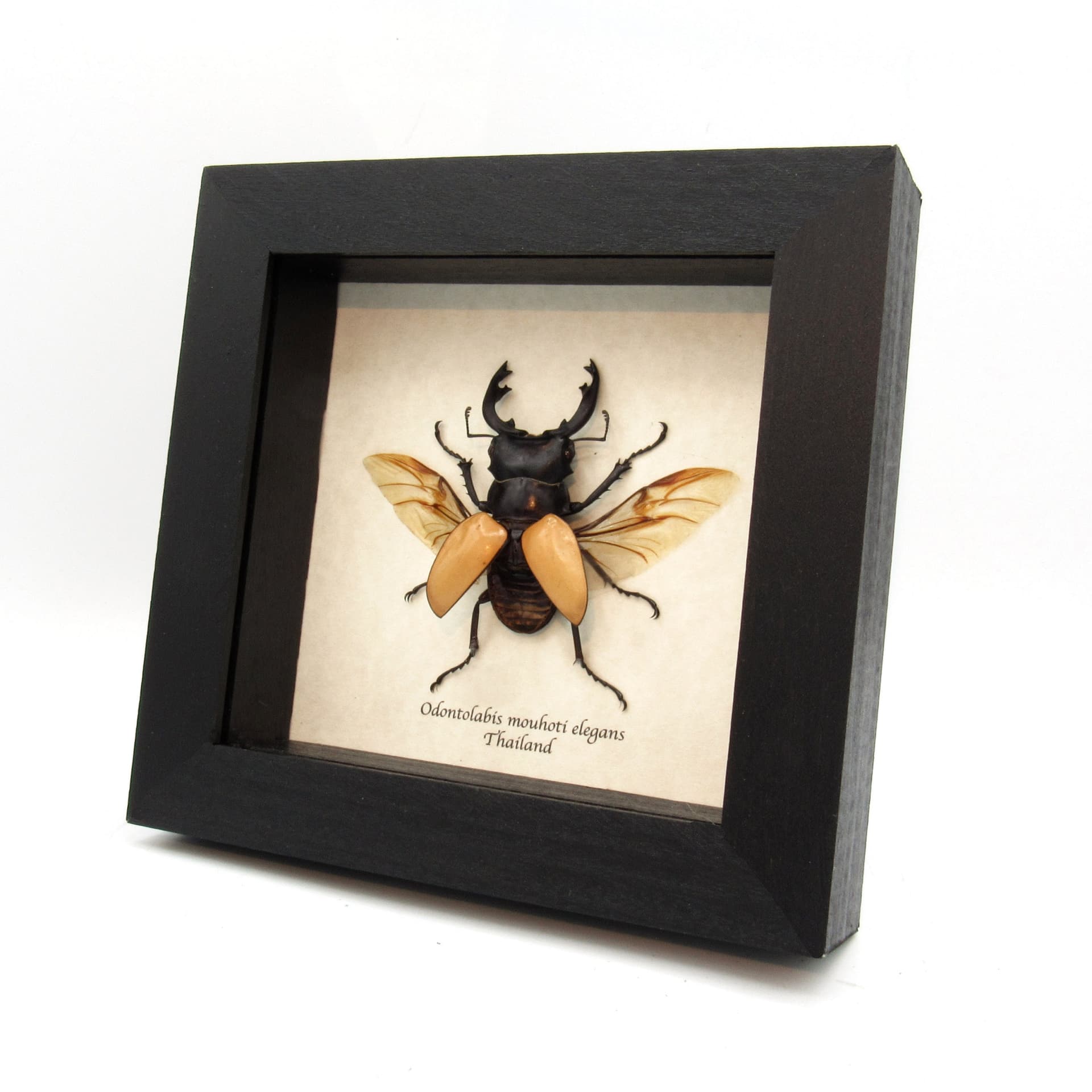 Real Stag Beetle framed taxidermy - Odontolabis mouhoti elegans