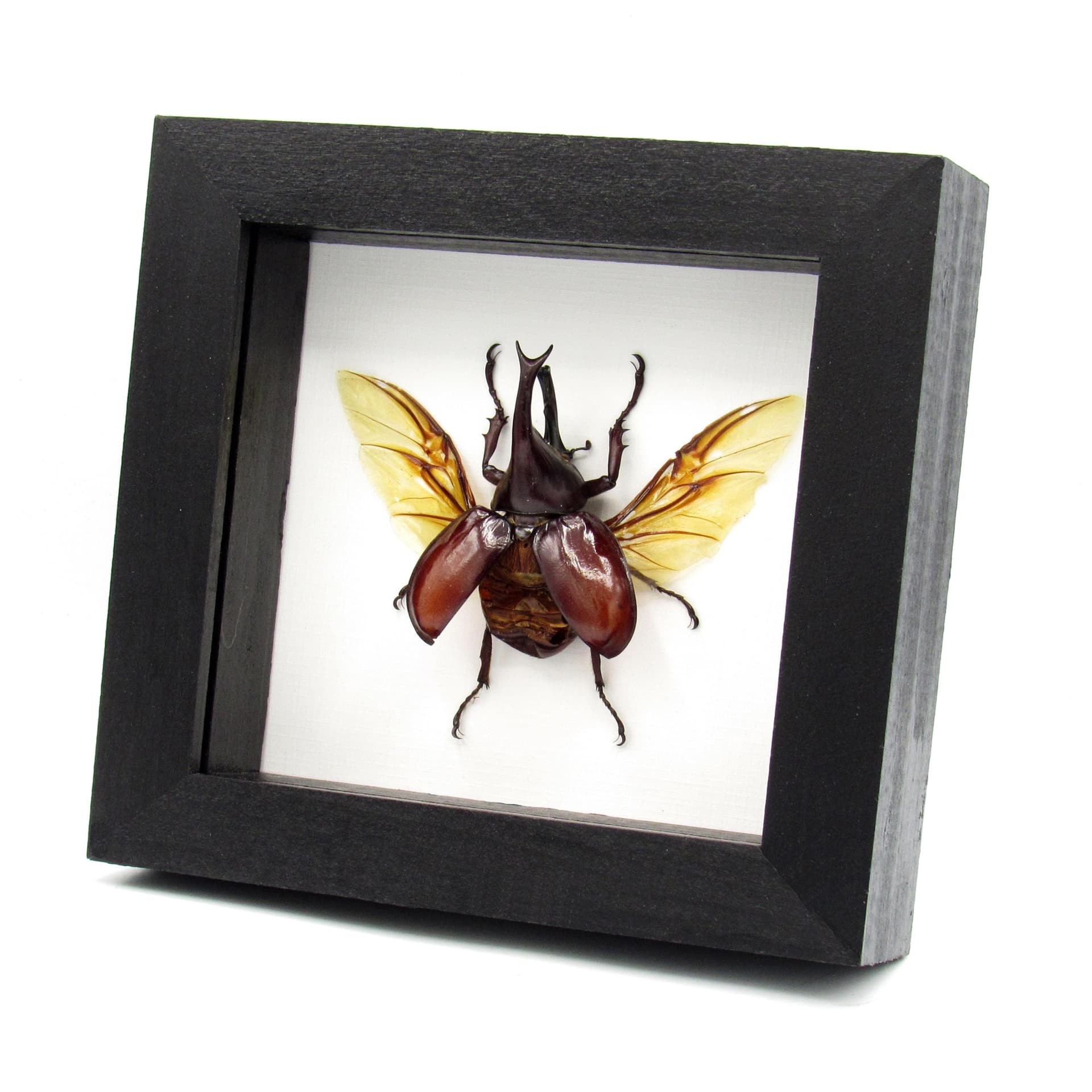 Real Rhinoceros beetle framed taxidermy - Xylotrupes gideon