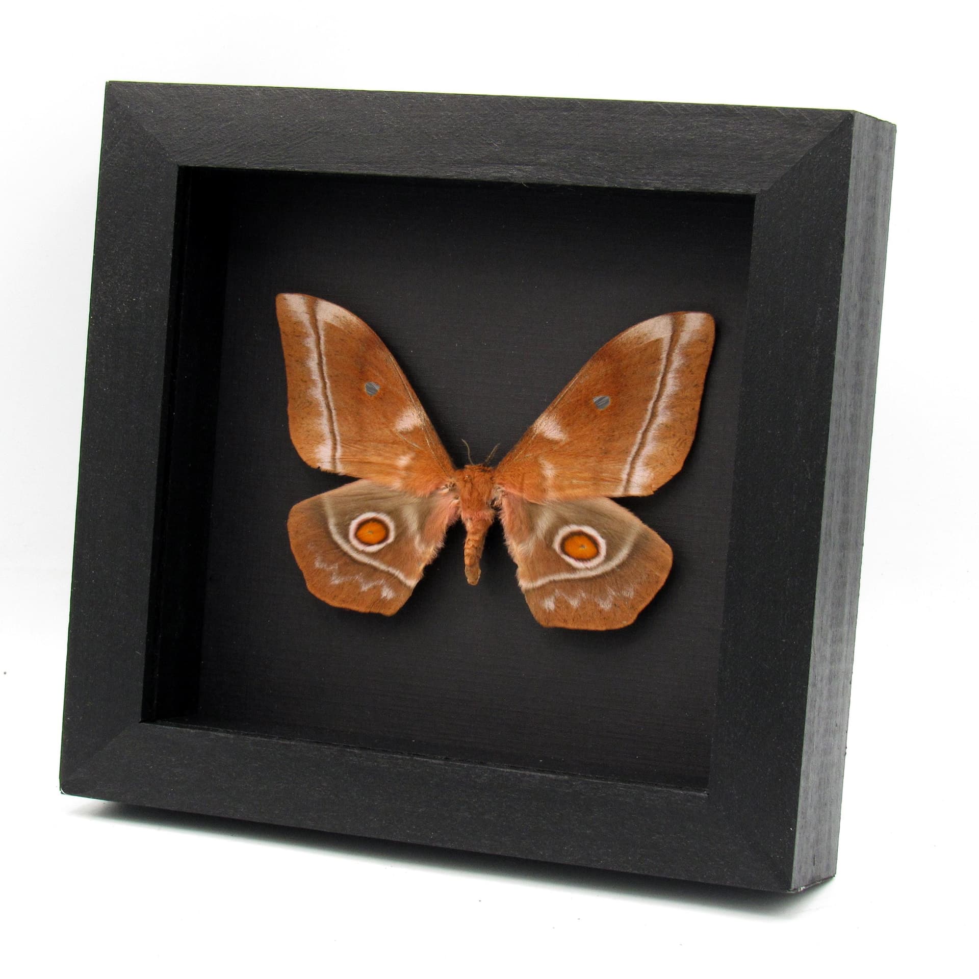 Real Giant Saturn moth framed taxidermy - Imbrasia obscura - female