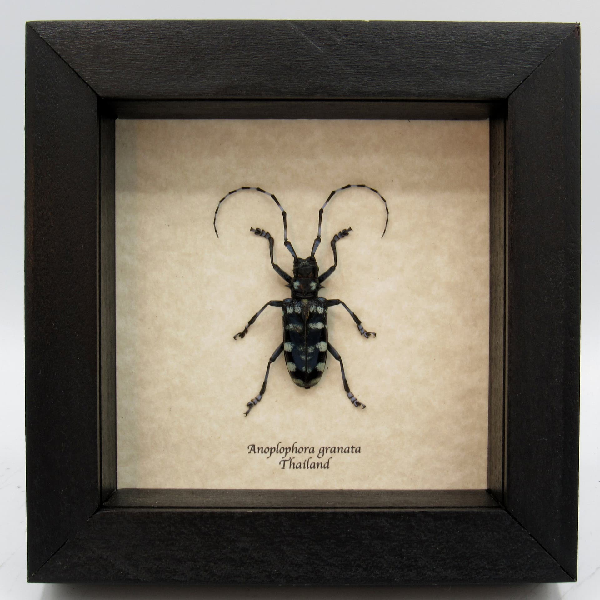 Real blue Longhorn beetle framed taxidermy - Anoplophora granata