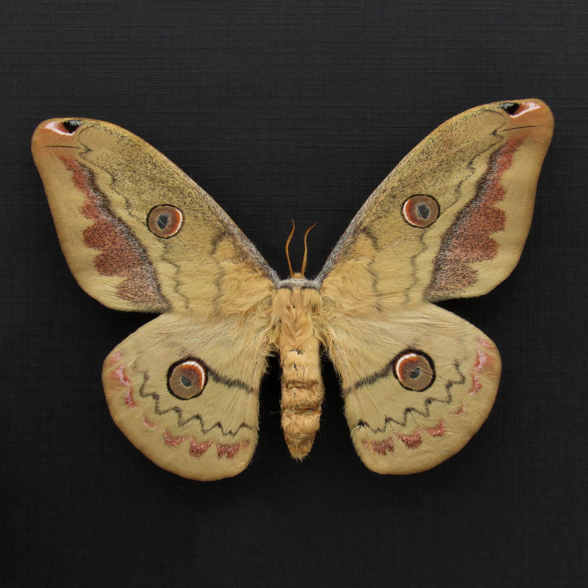 Rare Mexican Silk moth framed taxidermy - Copaxa lavendera - female