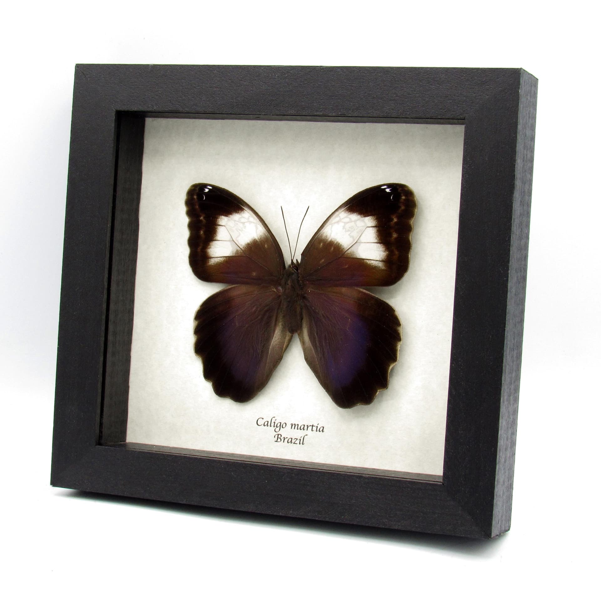 Rare Giant purple Owl Butterfly framed taxidermy - Caligo martia