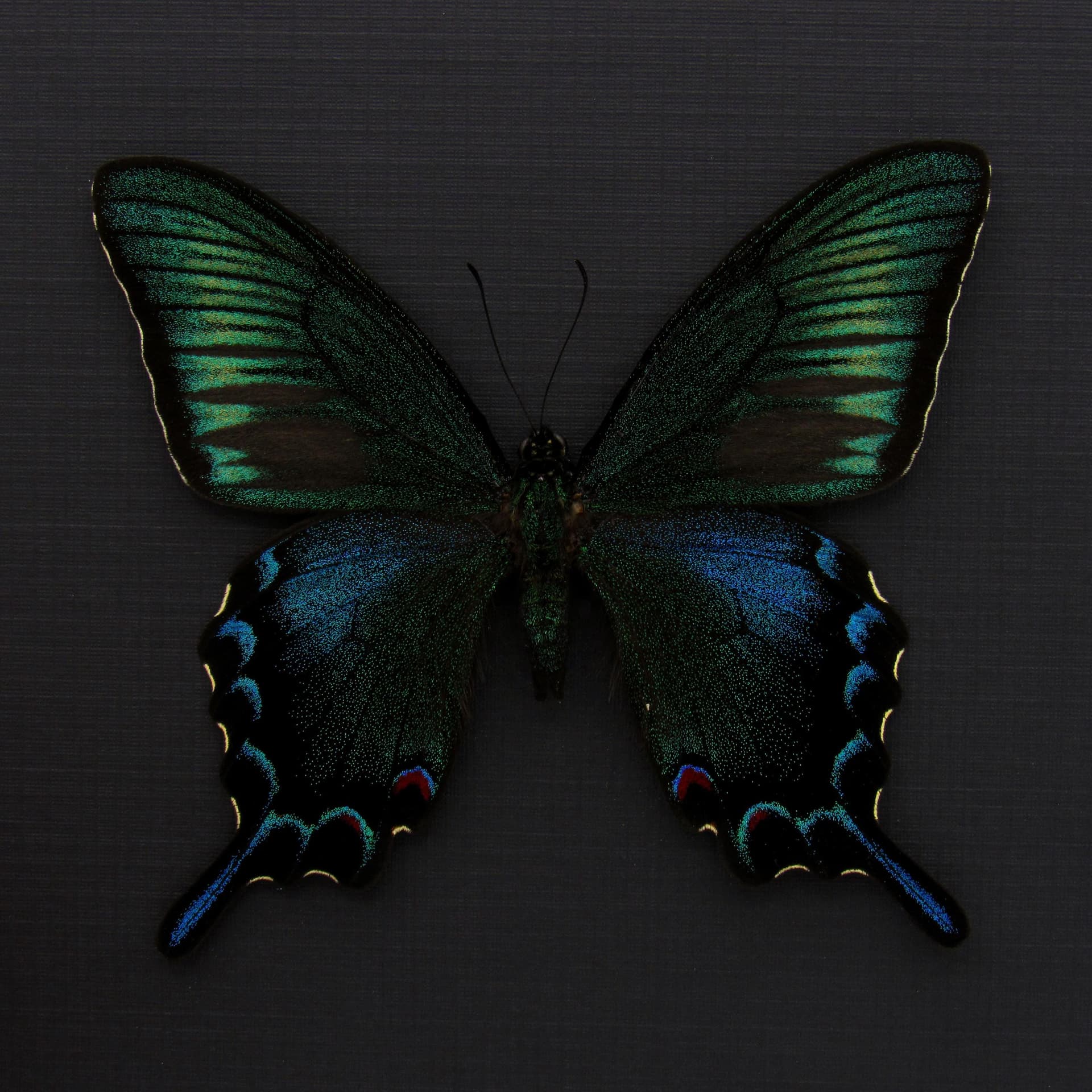 Rare black Peacock butterfly framed taxidermy - Papilio dehaani tokaraensis - spring form