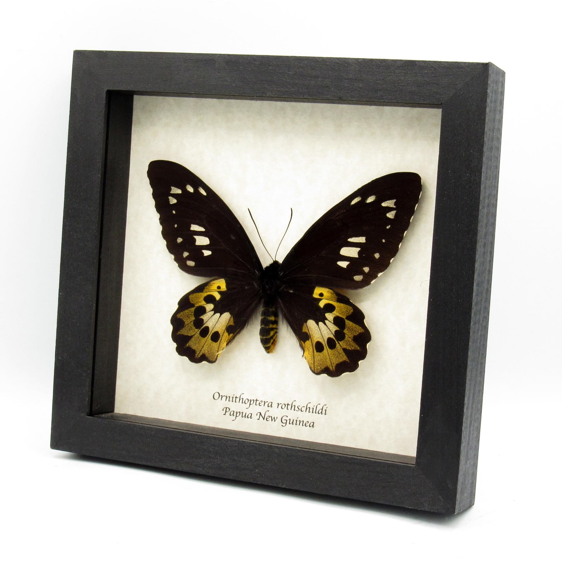 Real Golden Birdwing butterfly framed taxidermy - Ornithoptera rothschildi - female