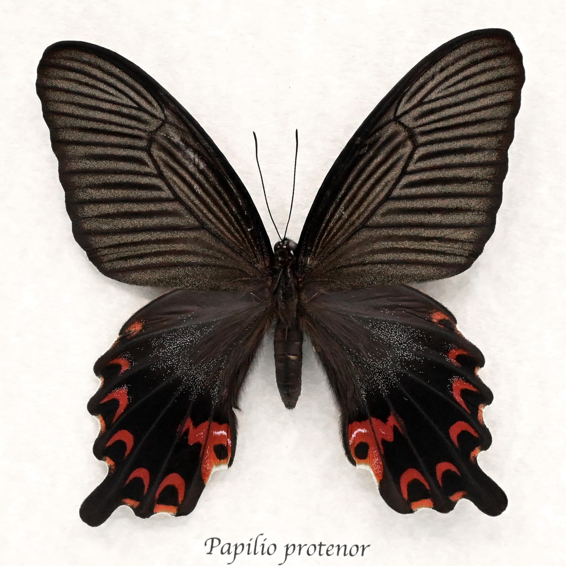 Real Black Spangle Swallowtail butterfly framed taxidermy - Papilio protenor - extra red