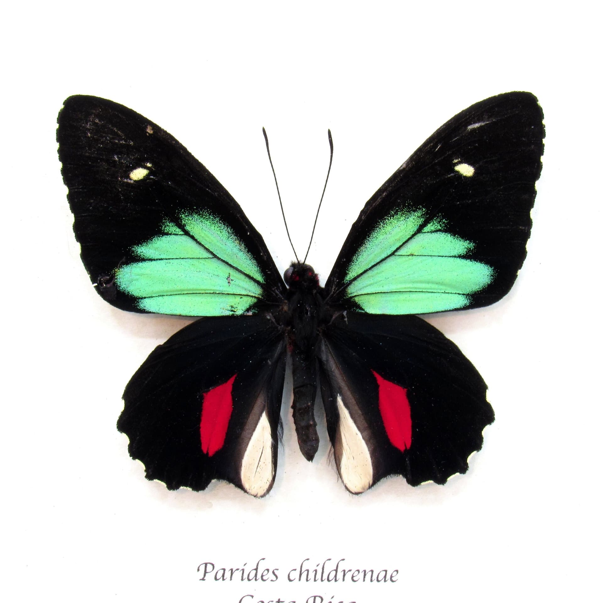 Rare green Cattleheart butterfly framed taxidermy - Parides childrenae