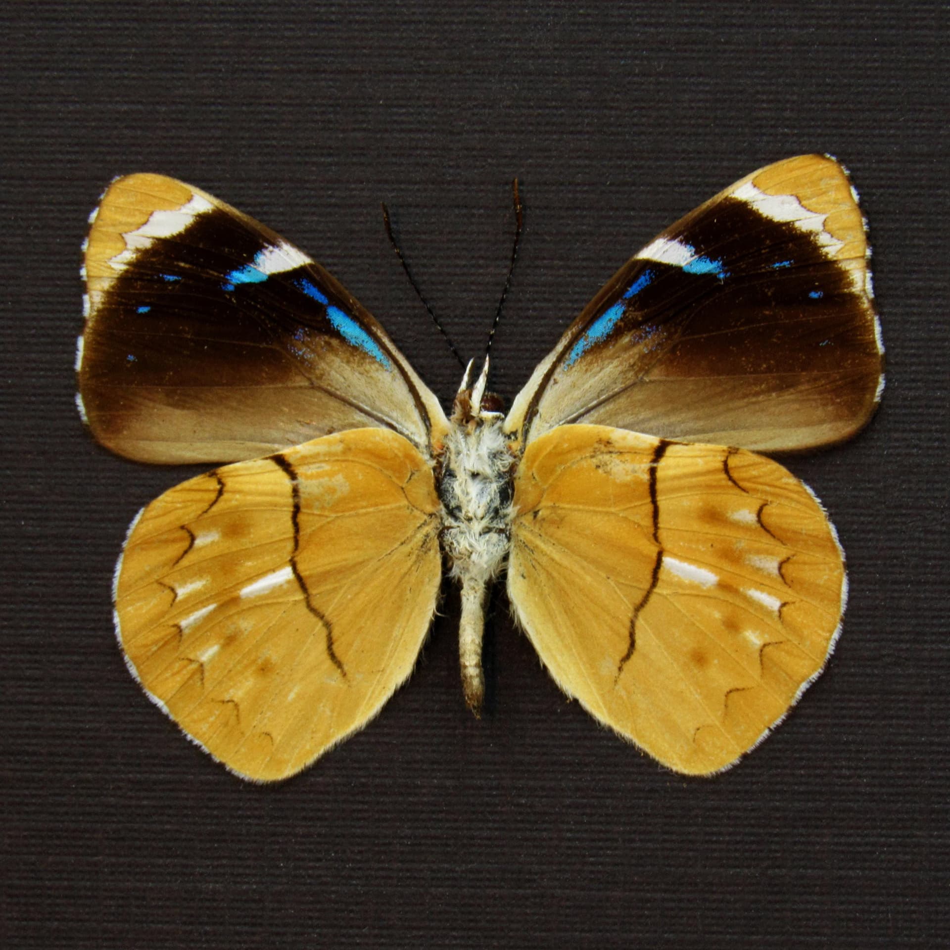 Real gold butterfly framed taxidermy - Perisama philinus
