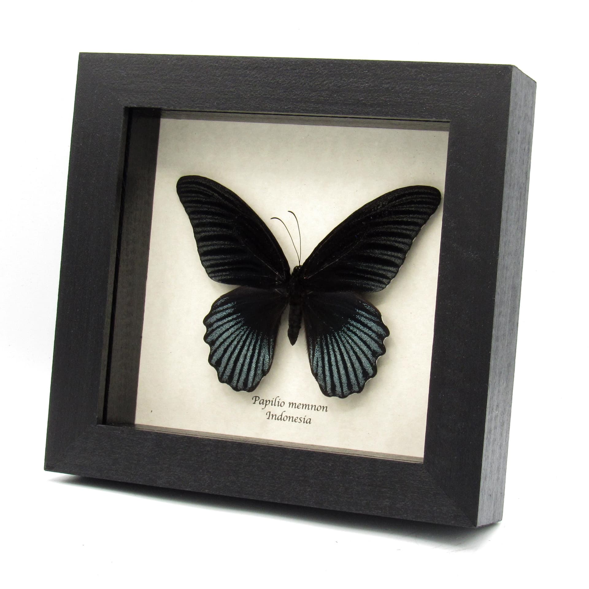 Real Great Mormon butterfly framed taxidermy - Papilio memnon