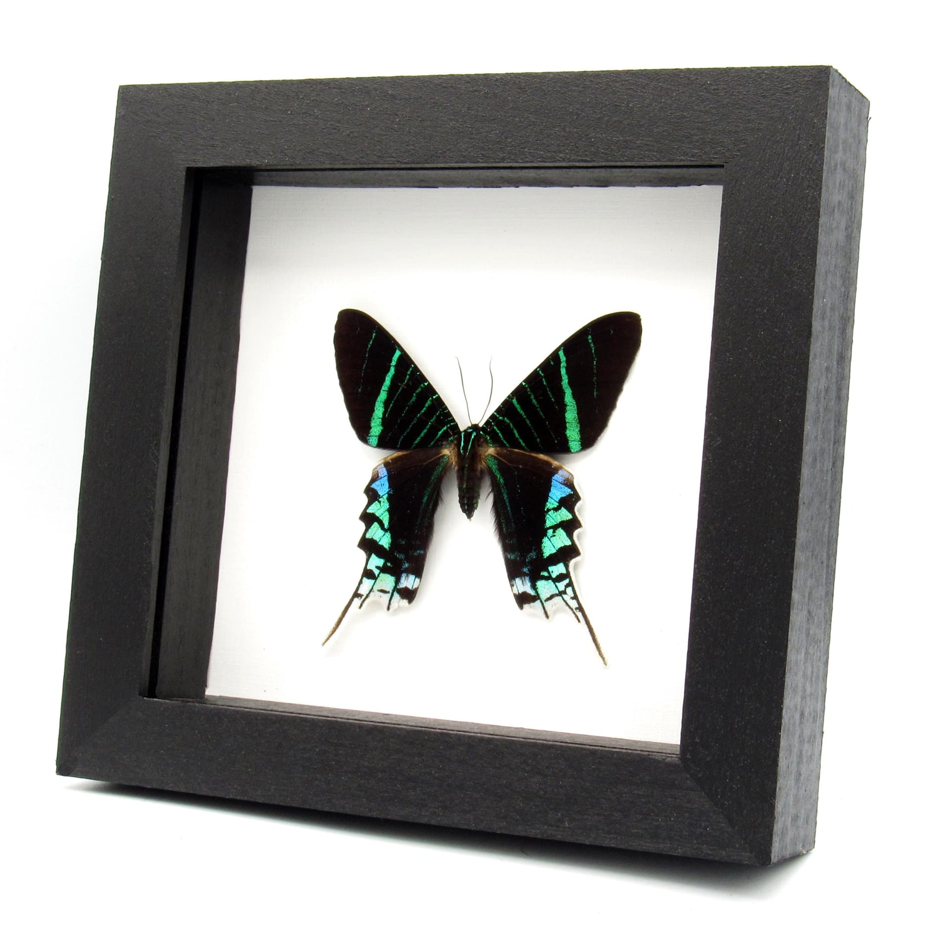 Real metallic moth framed taxidermy - Urania leilus