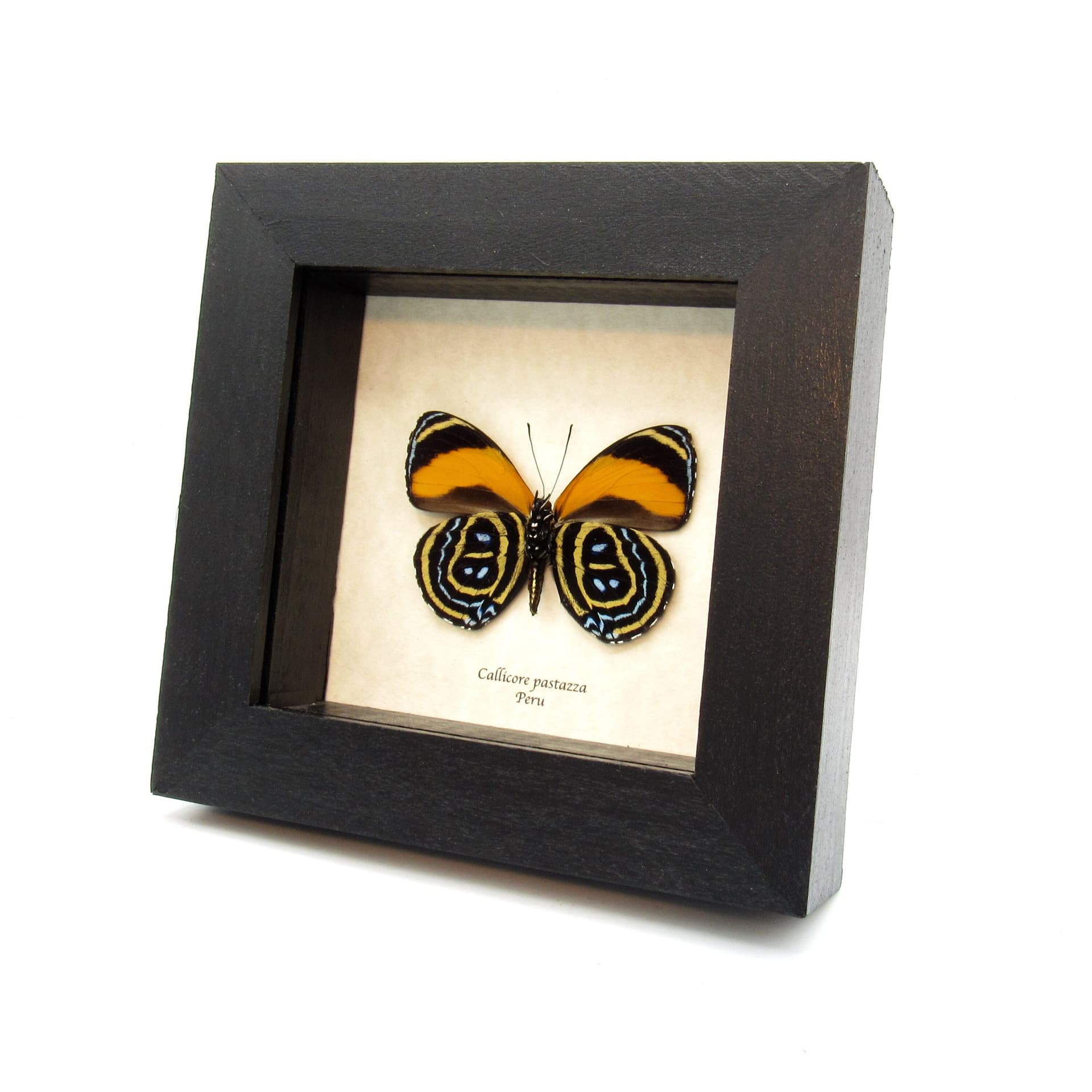 Real Superb Numberwing butterfly framed taxidermy - Callicore pastazza
