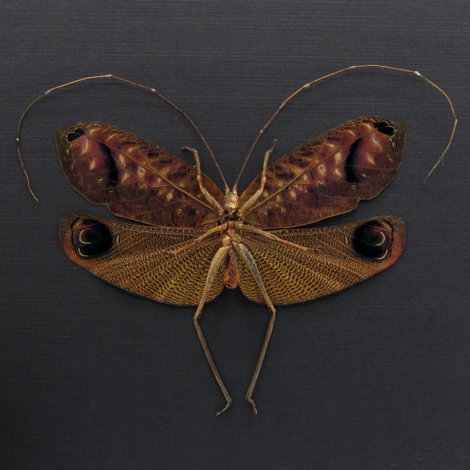 Rare Peacock katydid framed taxidermy - Pterochroza ocellata