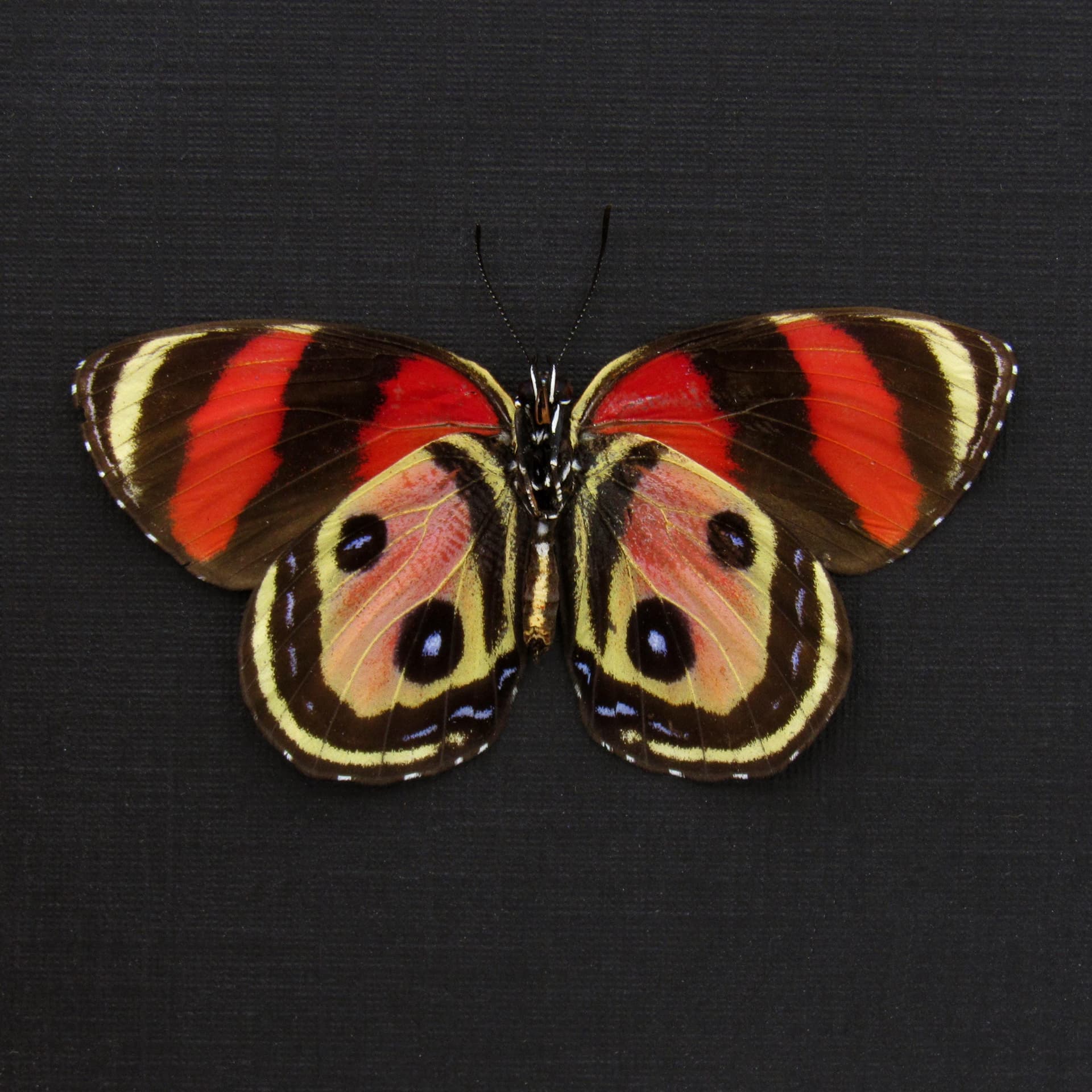 Very rare pink Two Eyed Eighty-eight butterfly framed taxidermy - Callicore pitheas - Victorian mount
