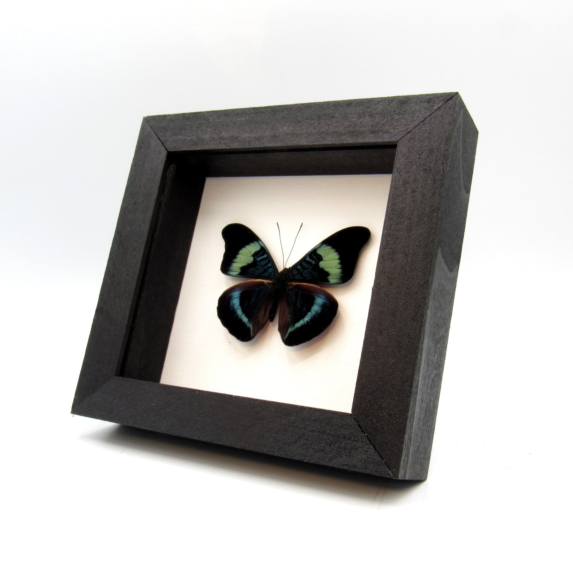 Real blue framed taxidermy butterfly - Panacea prola
