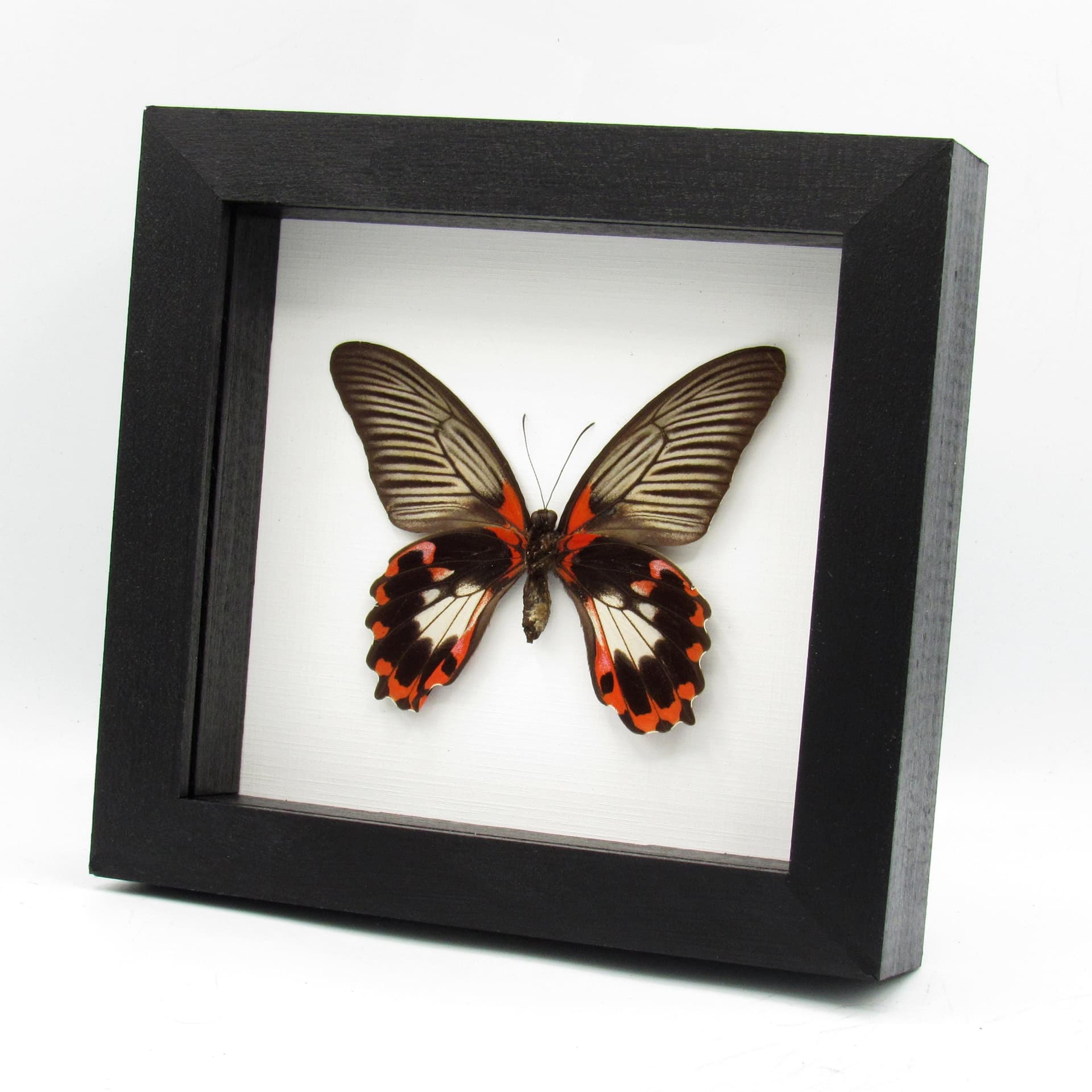Large red Swallowtail butterfly framed taxidermy - Papilio rumanzovia - female