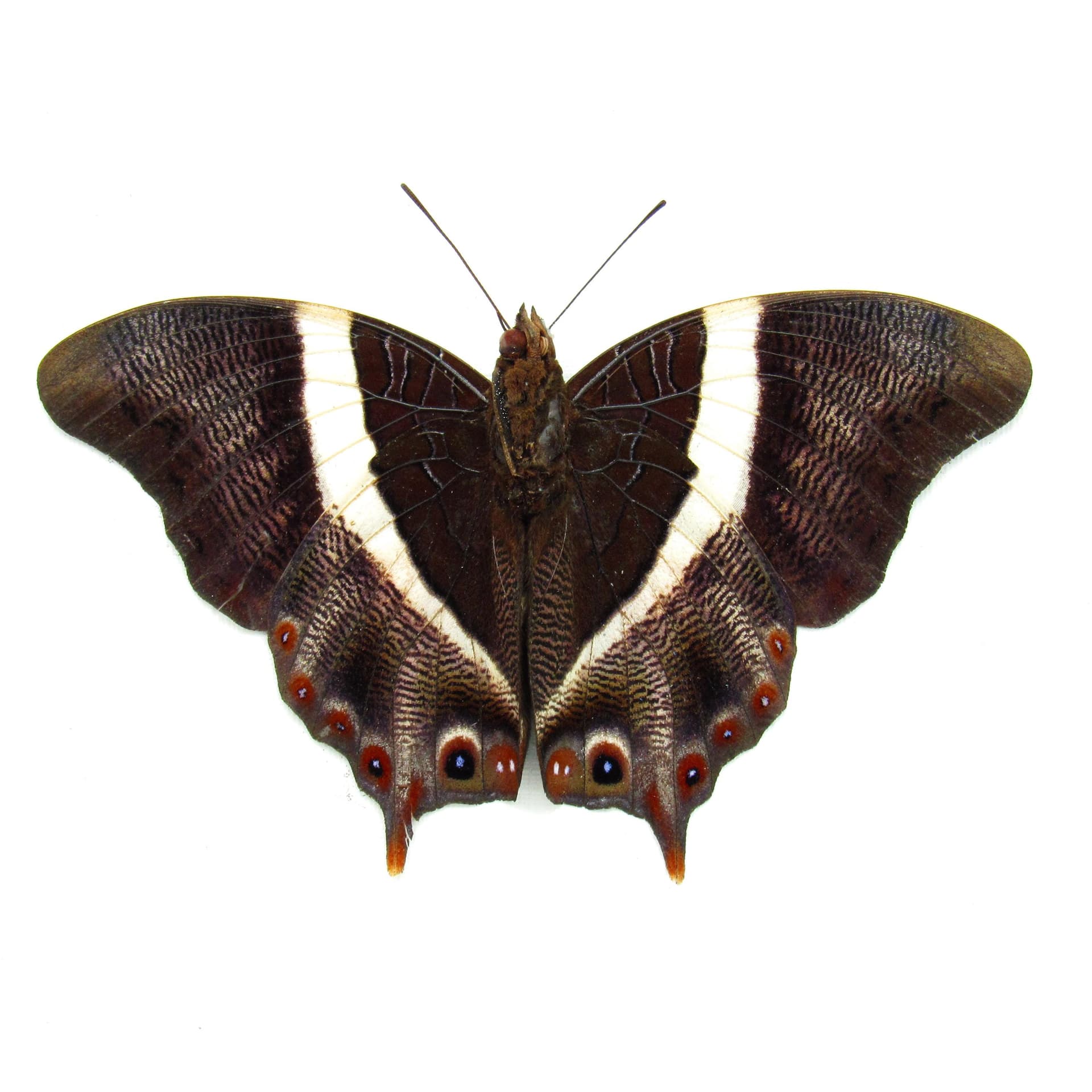 Rare Ussher's Palla butterfly framed taxidermy - Palla ussheri - Victorian mount