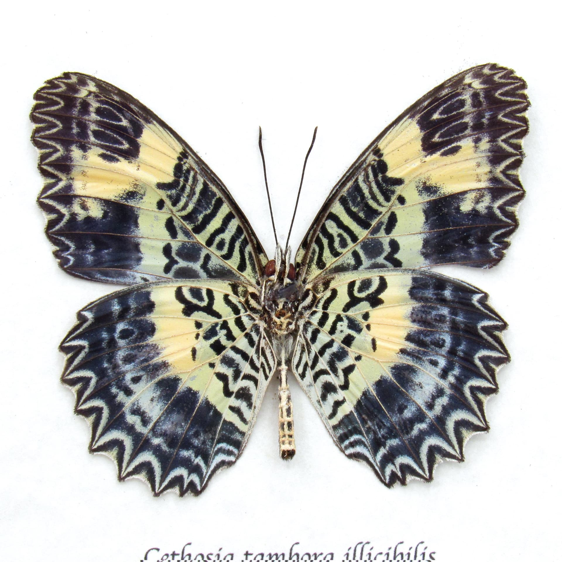 Rare lavender Lacewing butterfly framed specimen - Cethosia tambora illicibilis