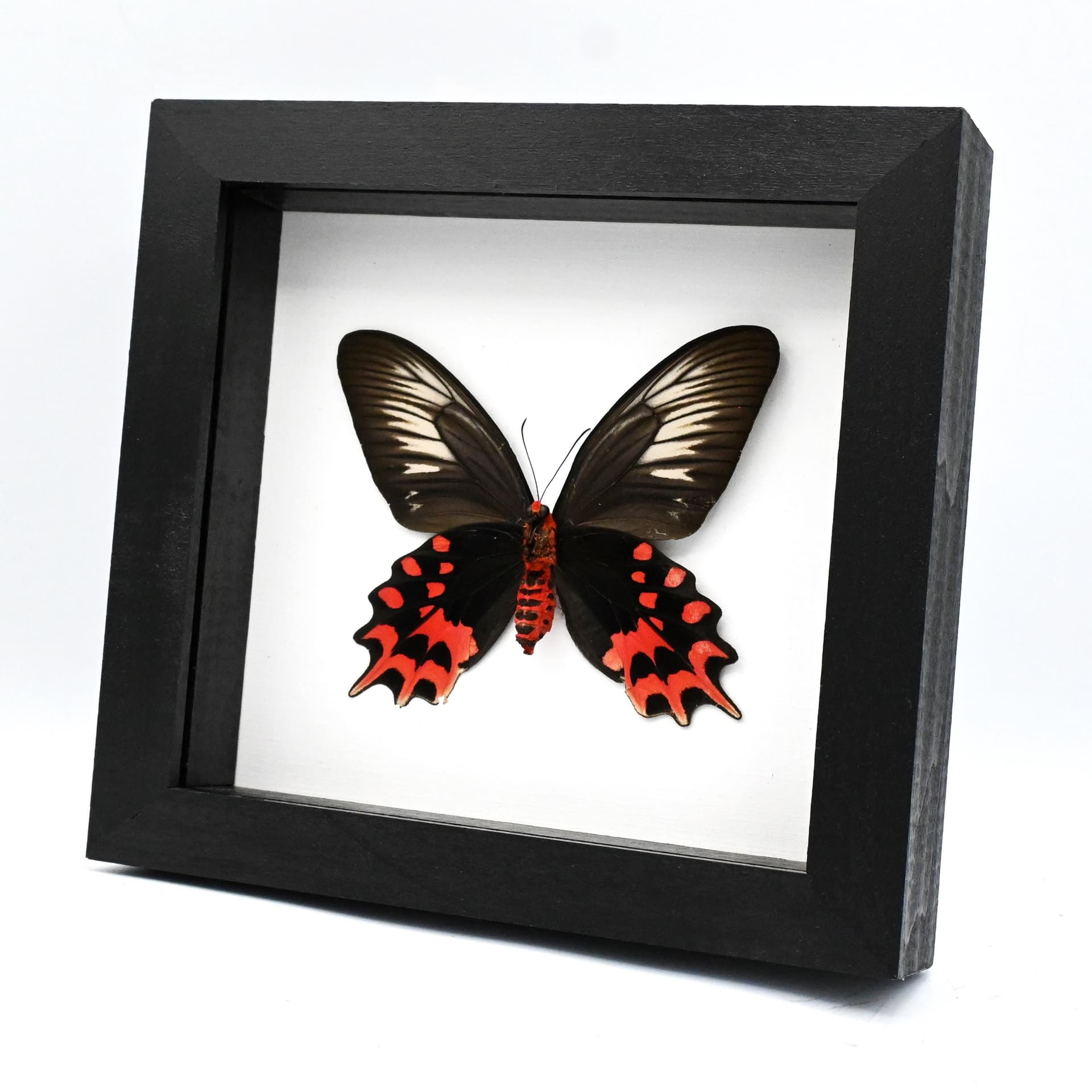 Real Vampire butterfly framed taxidermy - Atrophaneura semperi albofasciata - female