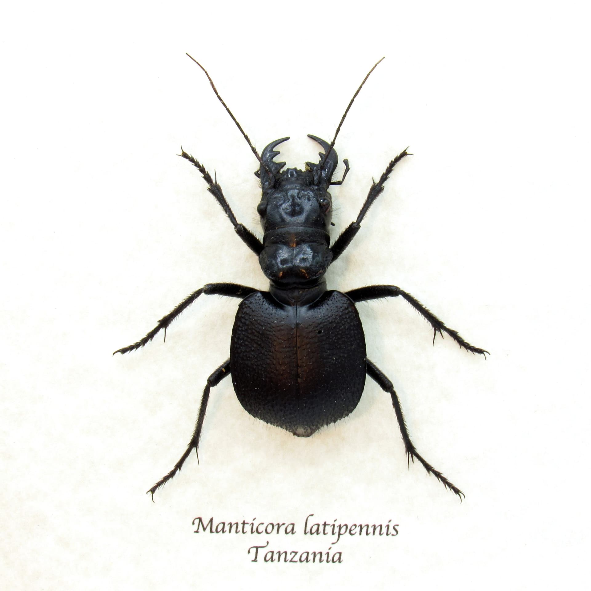 Real Monster Tiger beetle framed taxidermy - Manticora latipennis