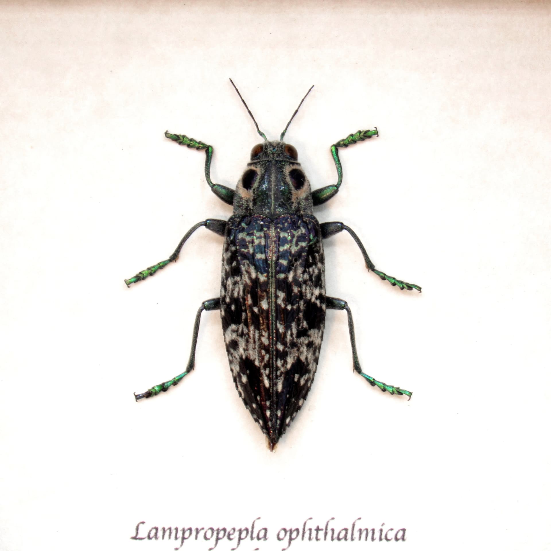 Rare four eyed beetle framed taxidermy - Lampropepla ophthalmica