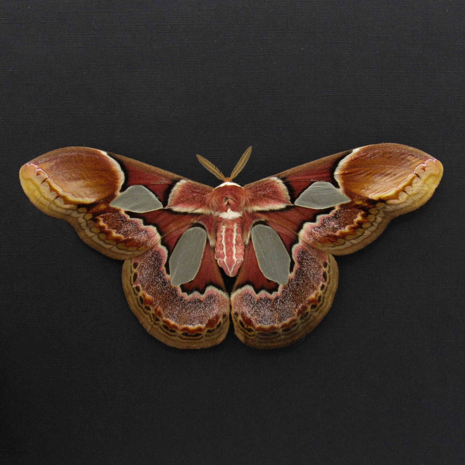 Real Rothschild's Silk moth framed taxidermy - Rothschildia erycina - large female - Victorian mount