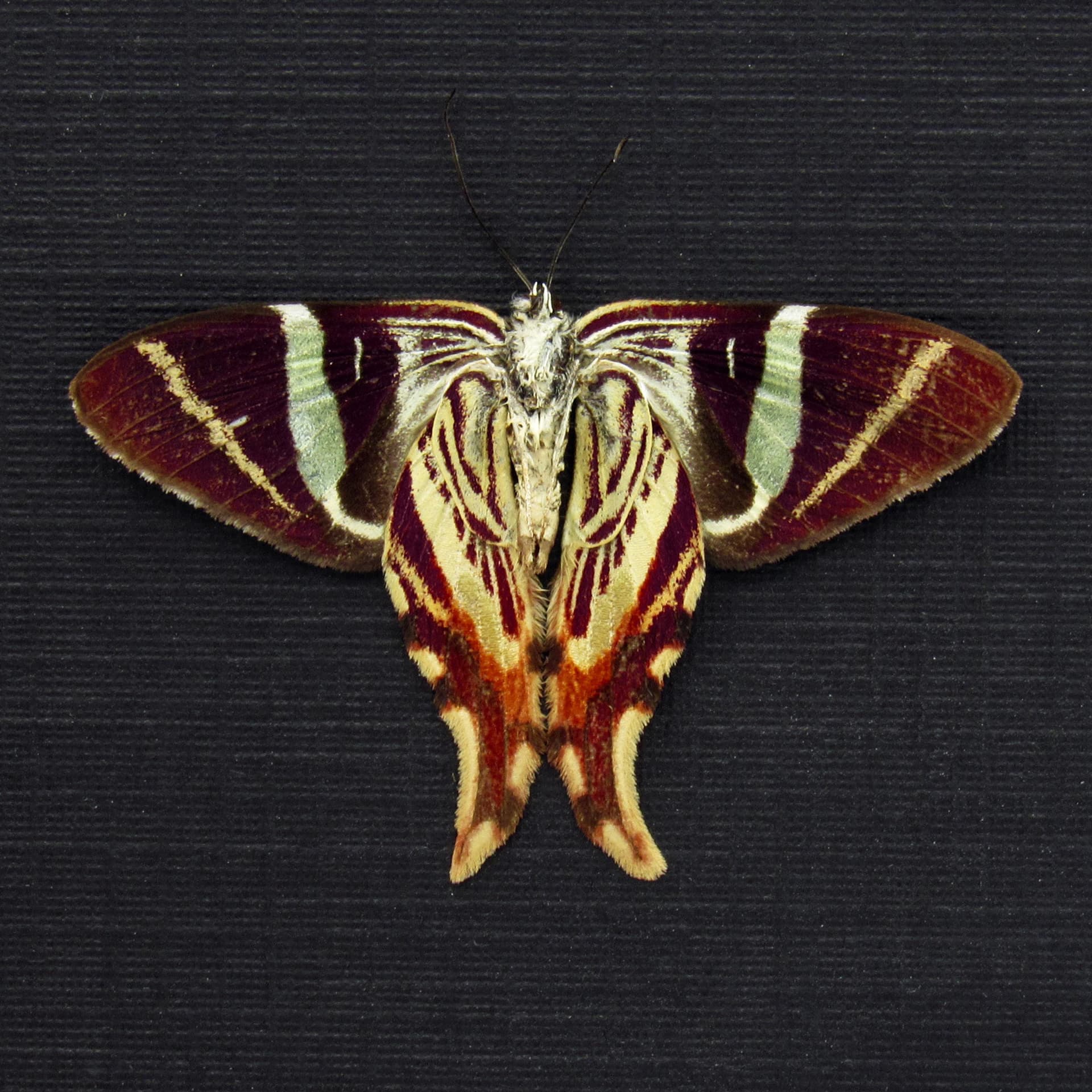 Rare Maroon Geometer moth framed taxidermy - Erateina antipodaria - Victorian mount