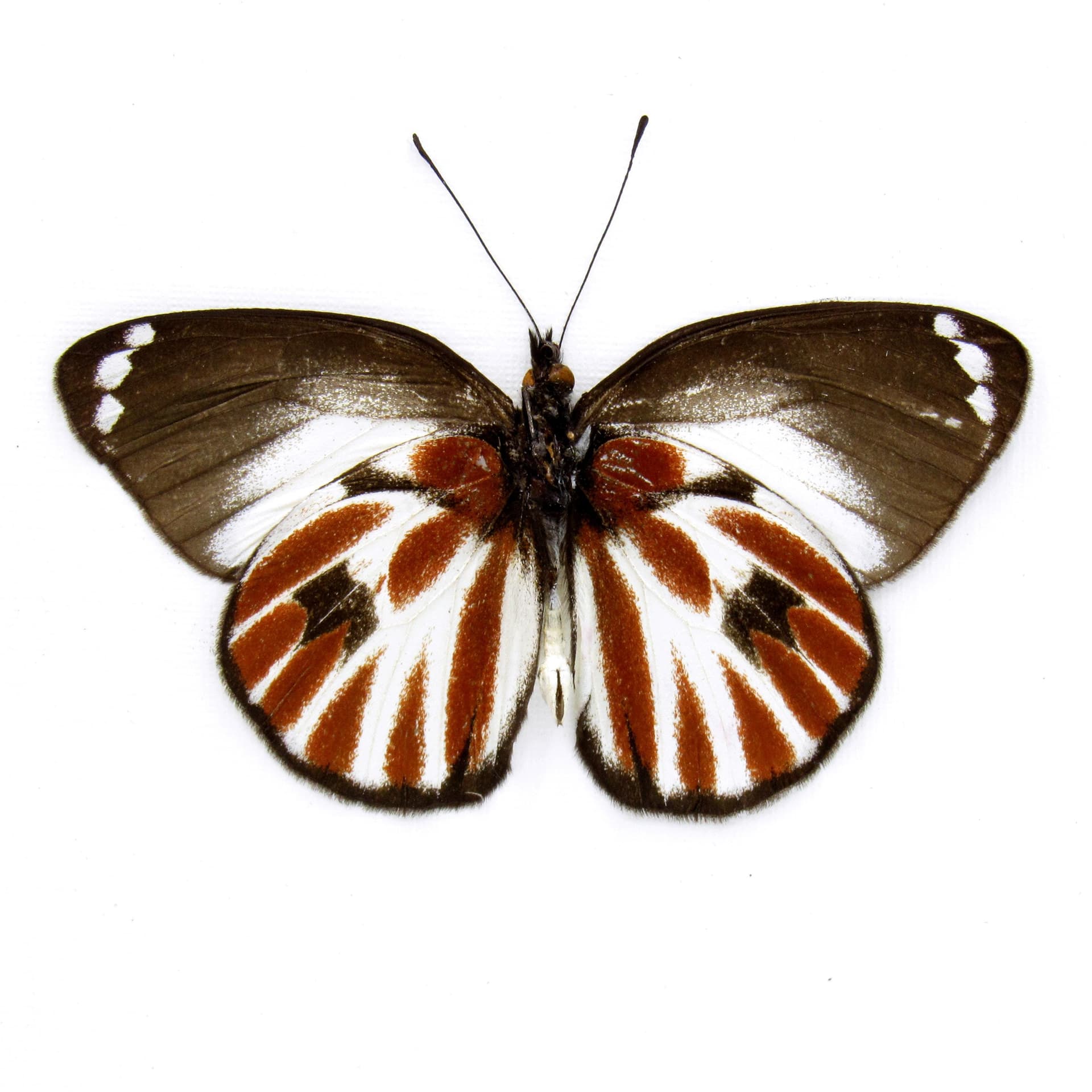 Rare Zebra Delias butterfly framed taxidermy - Delias nais zebra - Victorian mount