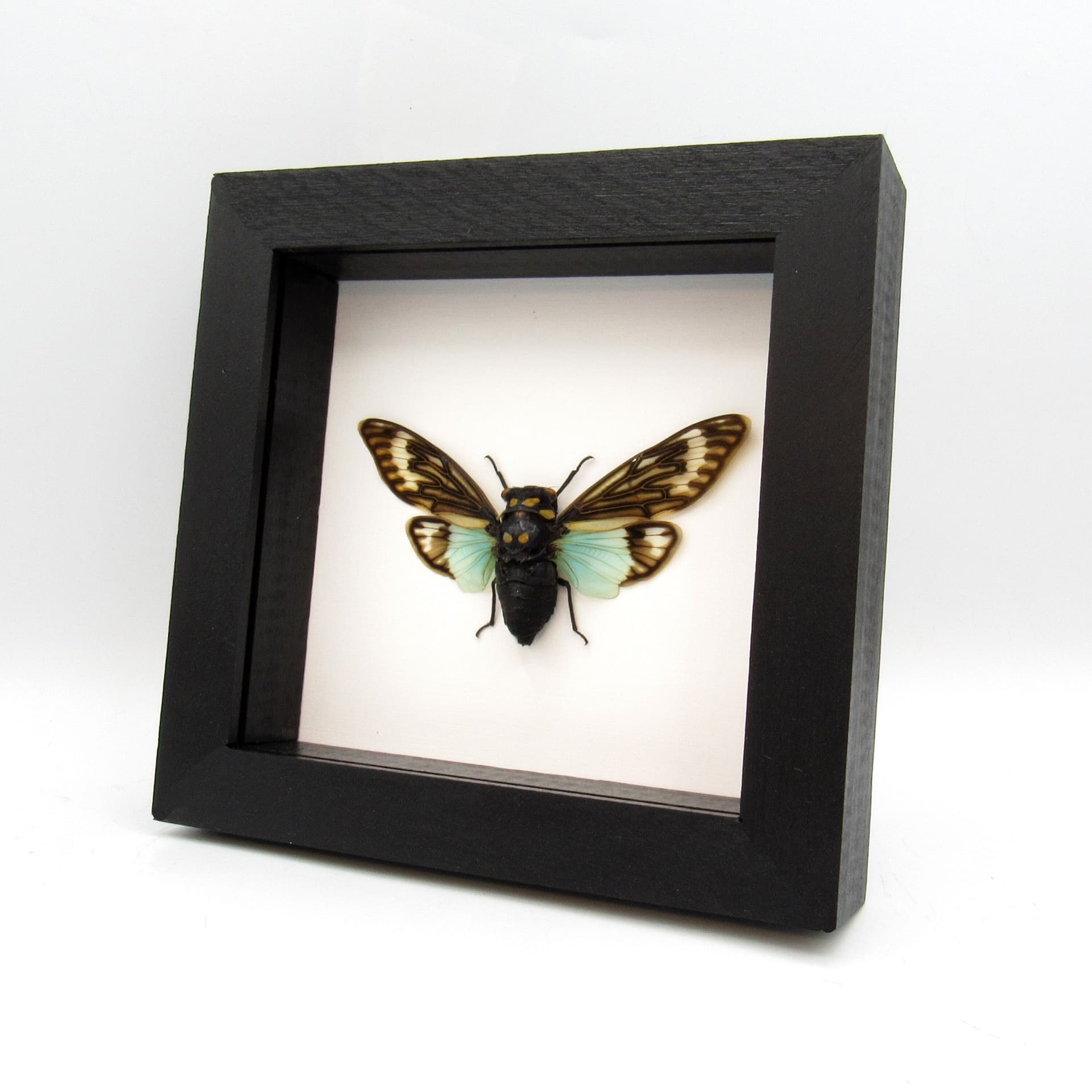 Real blue Cicada framed taxidermy - Tosena splendida