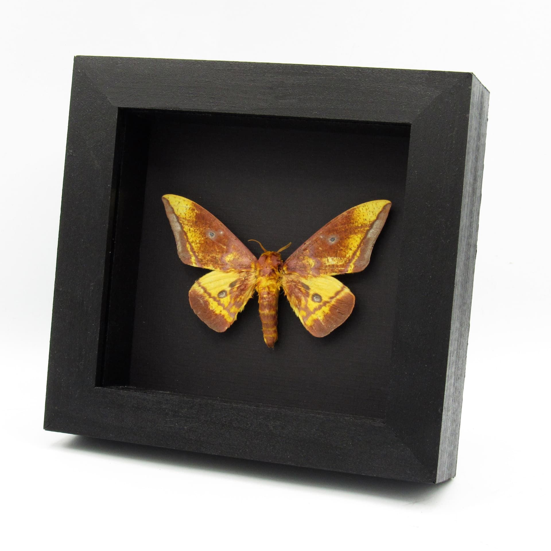 Rare Saturn moth framed taxidermy - Eacles callopteris