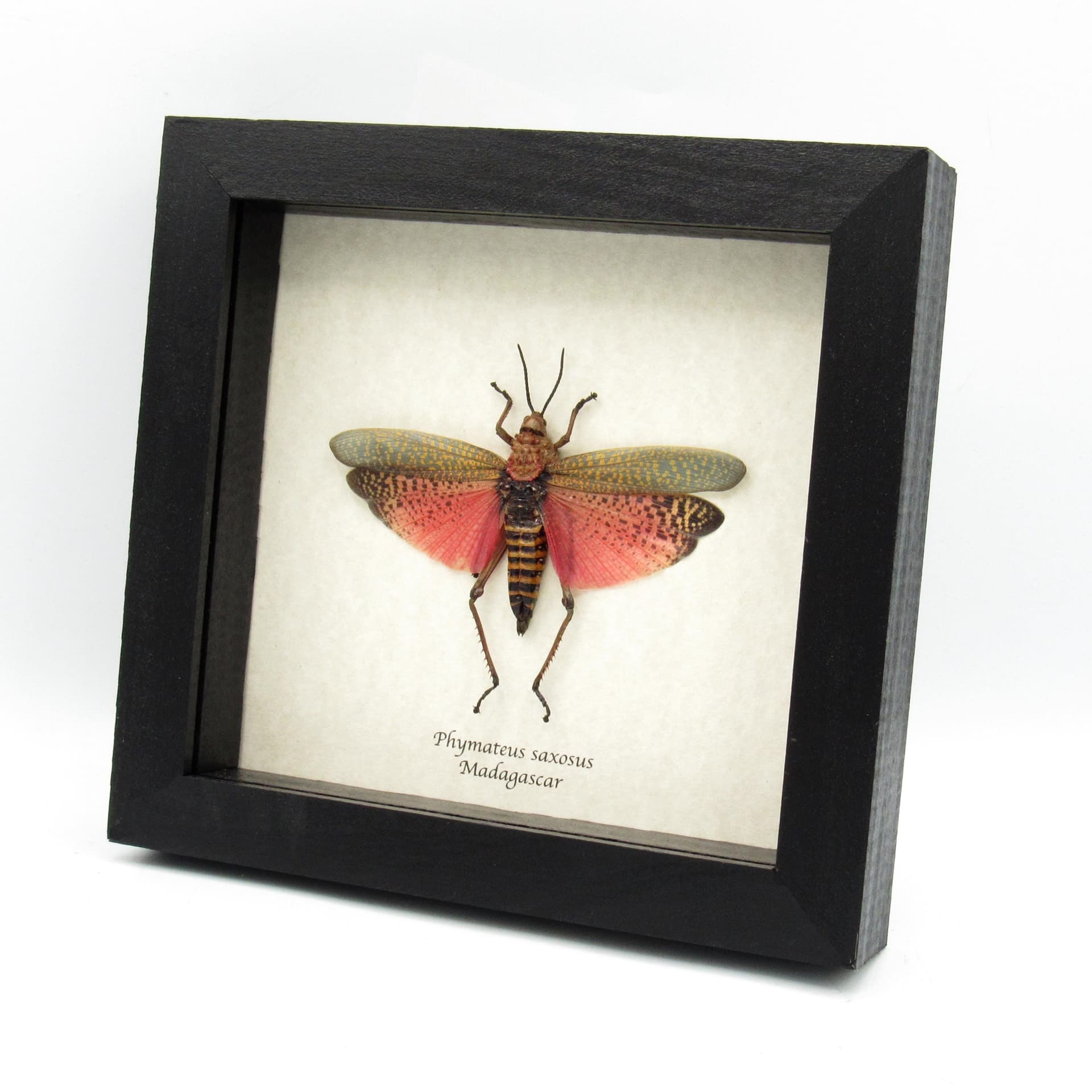 Real grasshopper framed taxidermy - Phymateus saxosus