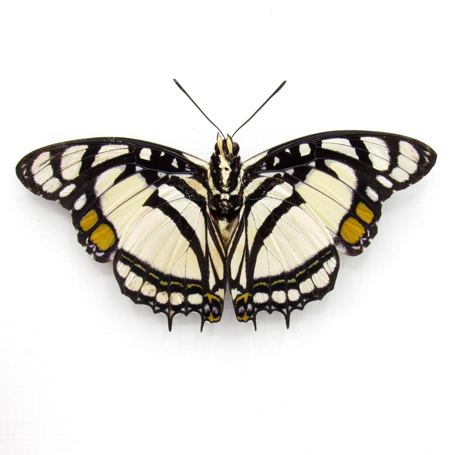 Real White Charaxes butterfly framed taxidermy - Charaxes nobilis - Victorian mount