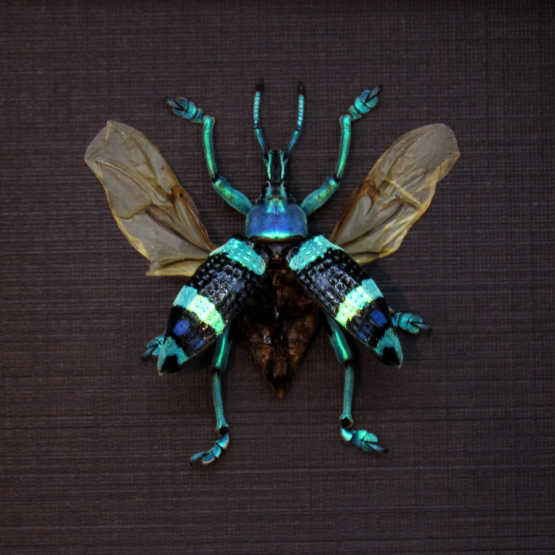 Real blue metallic weevil framed taxidermy - Eupholus magnificus