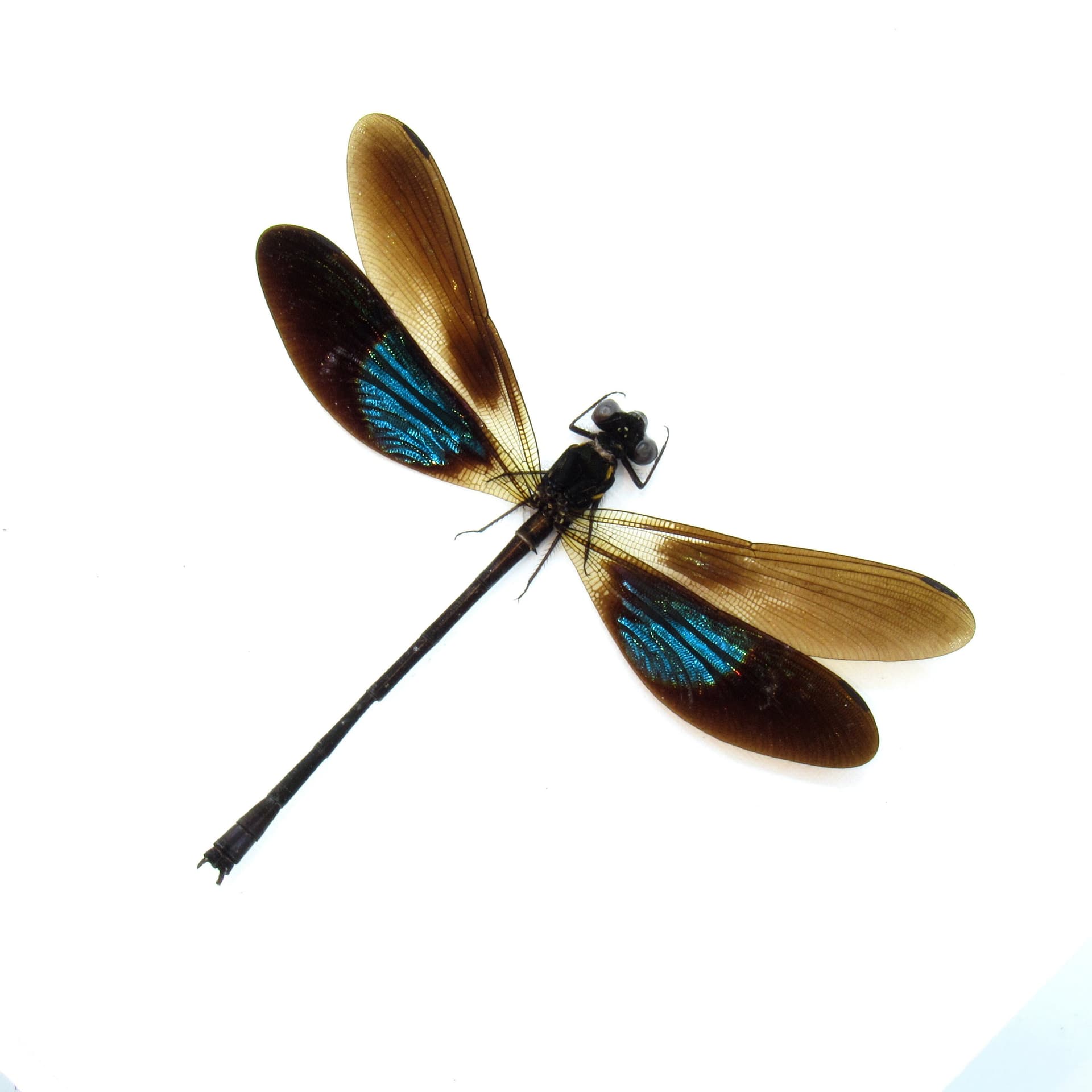 Real framed metallic dragonfly taxidermy - Euphaea variegata