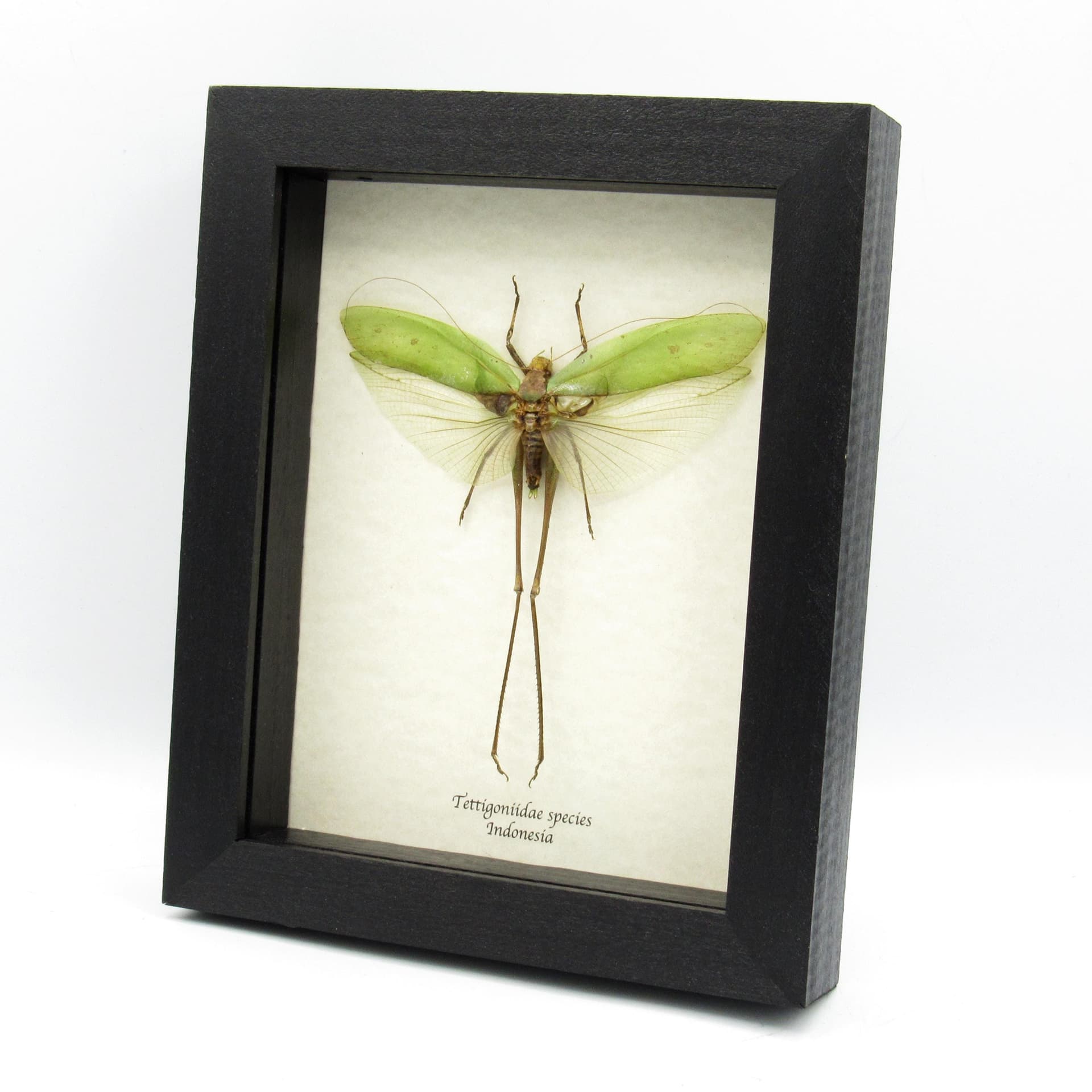 Real giant Katydid framed - Tettigoniidae species