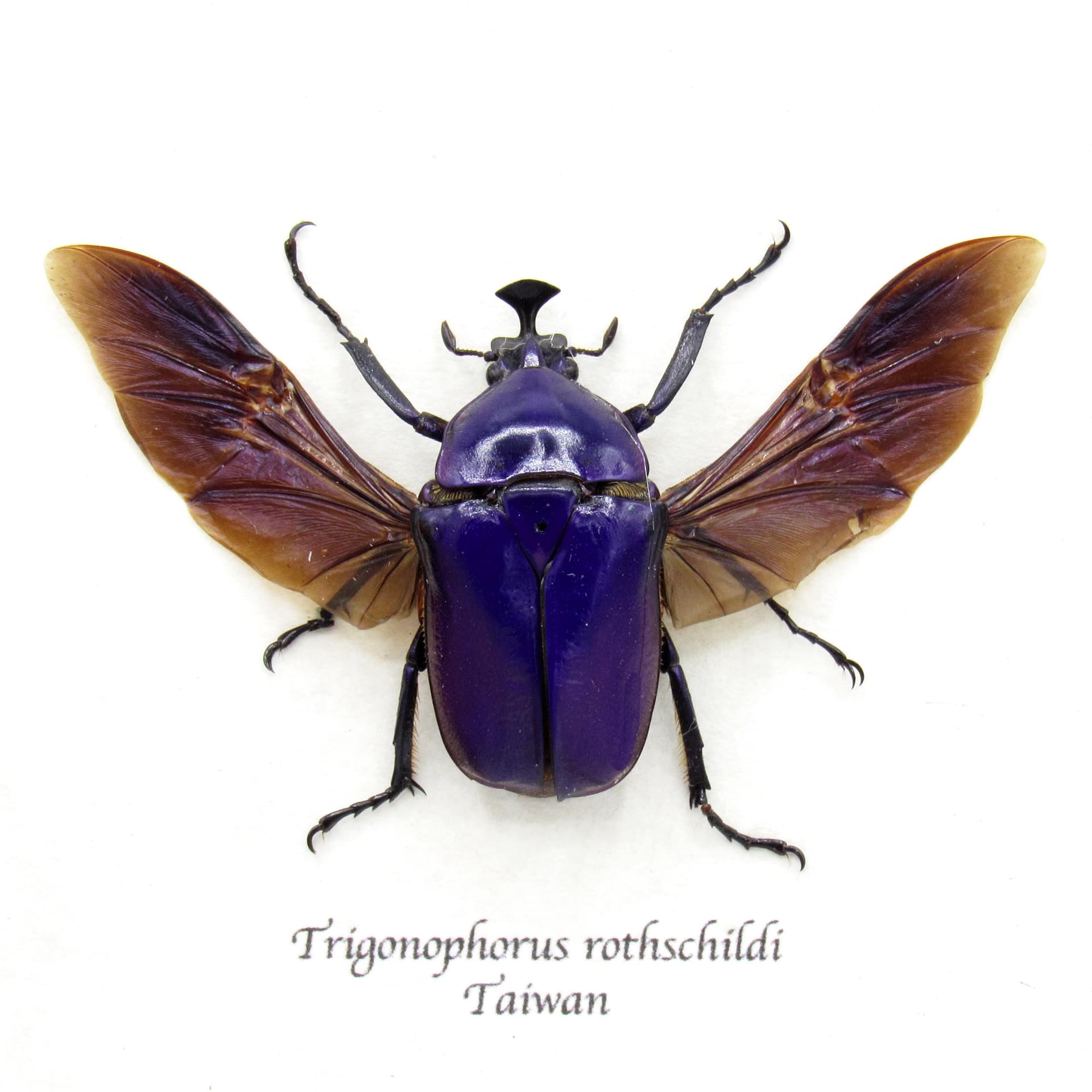 Rare Purple Flower beetle framed taxidermy - Trigonophorus rothschildi