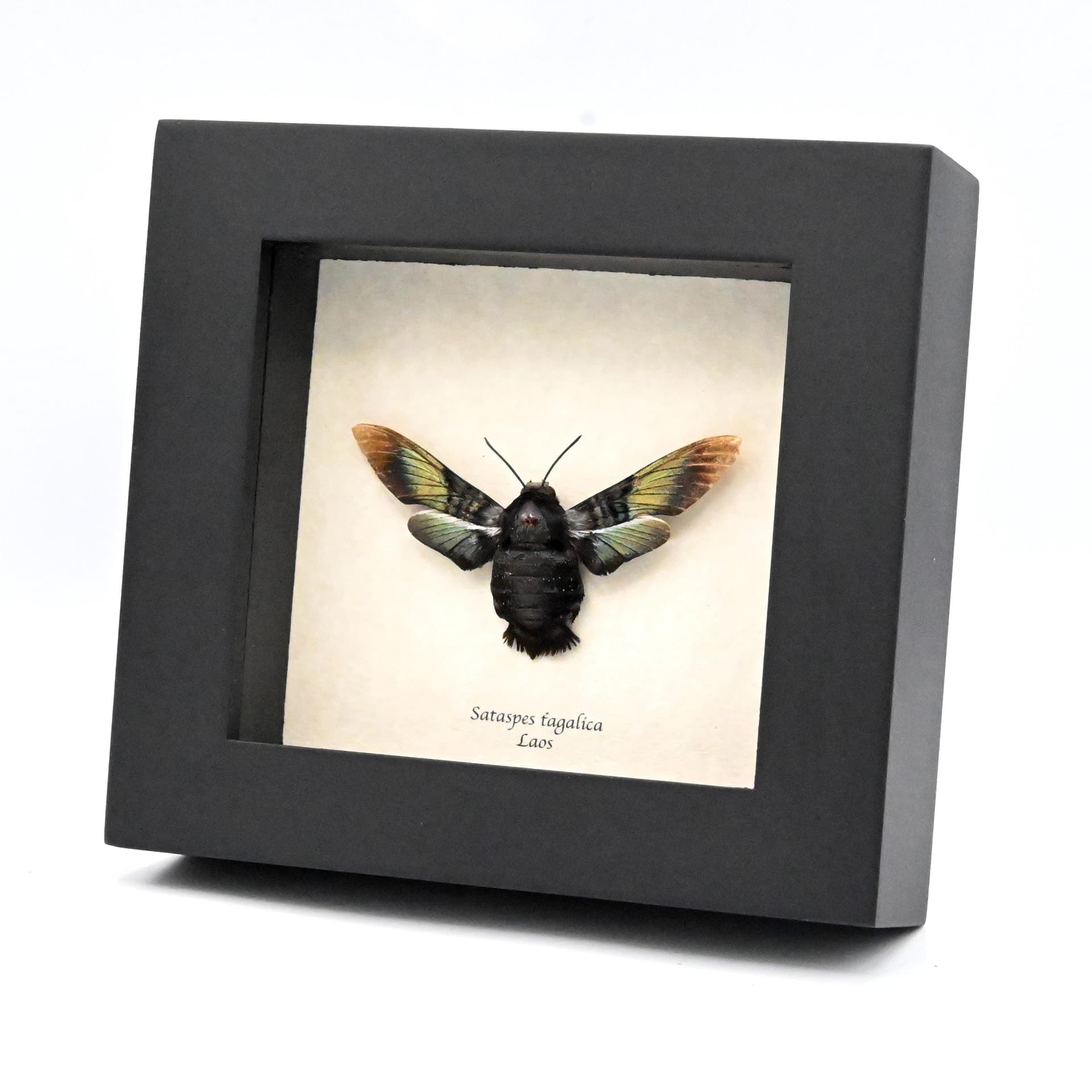 Rare Brilliant Carpenter-bee Hawkmoth framed taxidermy - Sataspes tagalica - female
