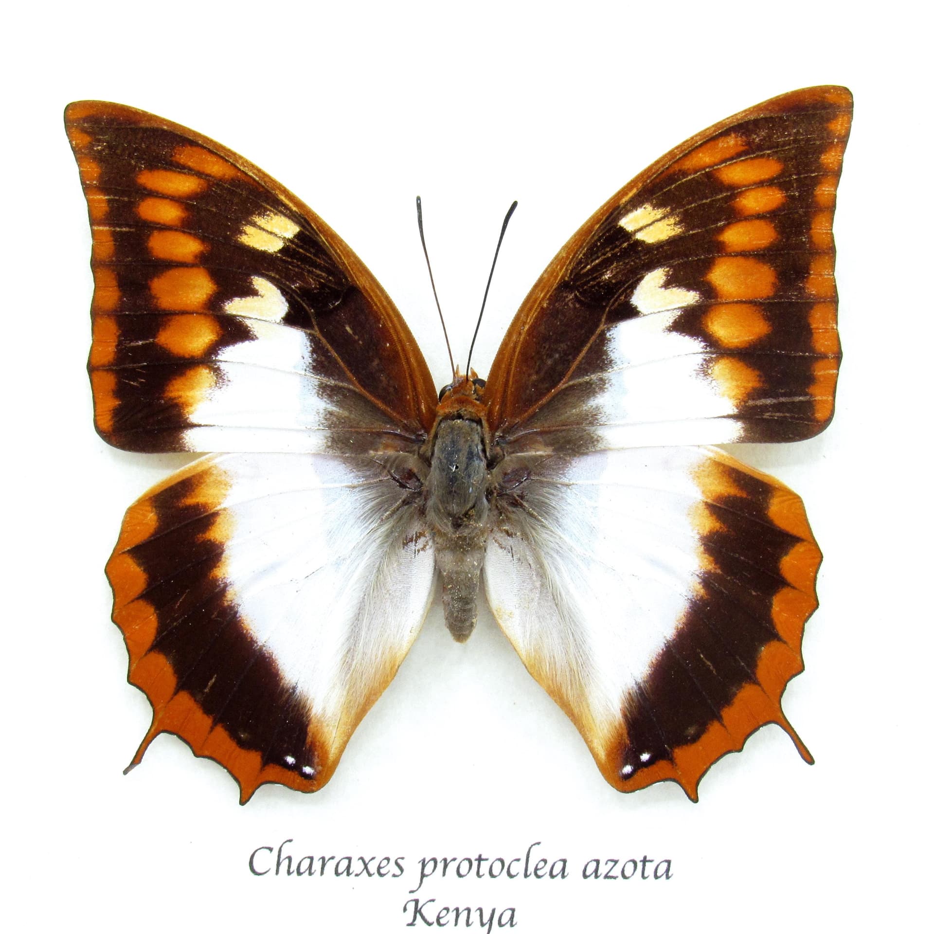 Rare Flame Bordered Charaxes butterfly framed taxidermy - Charaxes protoclea azota - female
