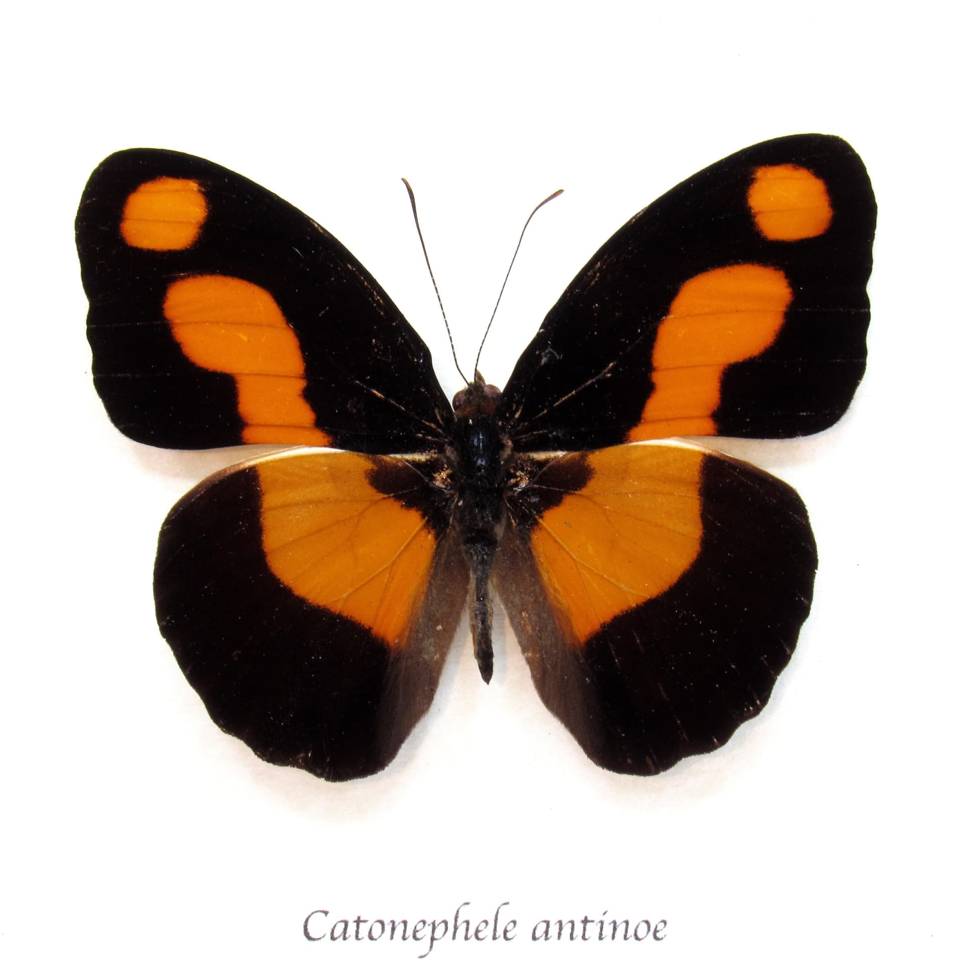 Real orange Firewing butterfly framed taxidermy - Catonephele antinoe