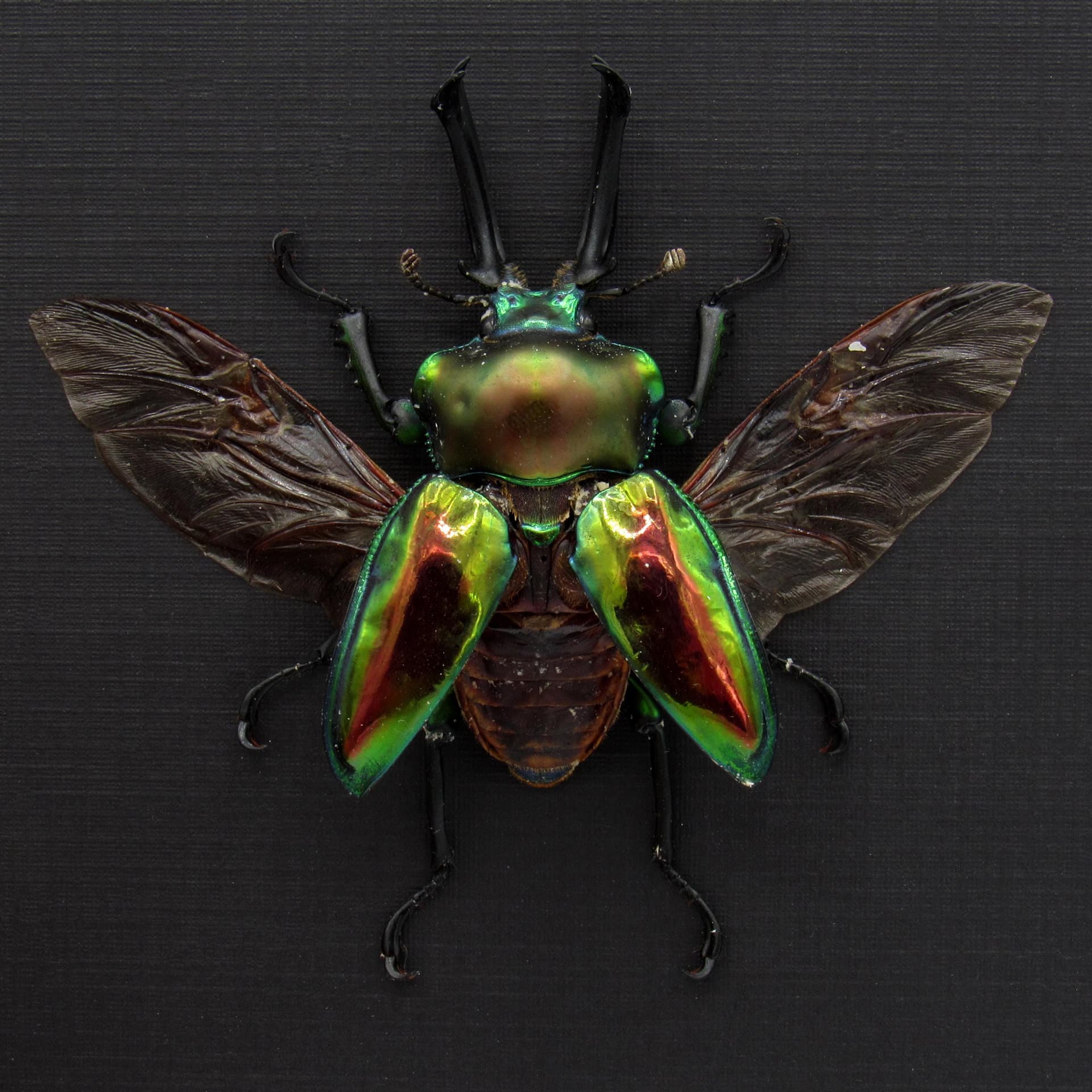 Rare large Rainbow Stag beetle framed taxidermy - Phalacrognathus muelleri