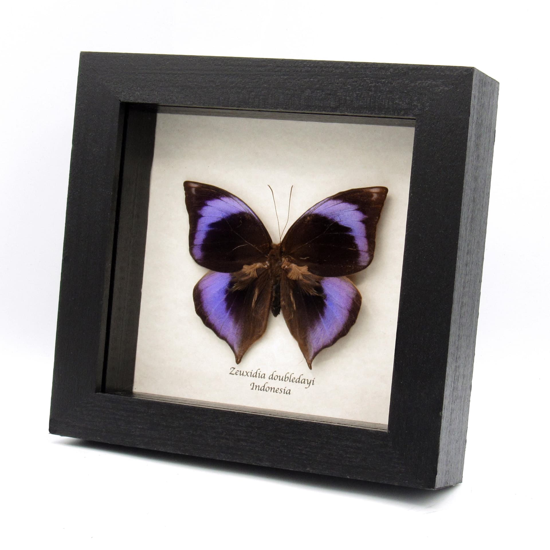 Real purple Scarce Saturn butterfly framed taxidermy - Zeuxidia doubledayi