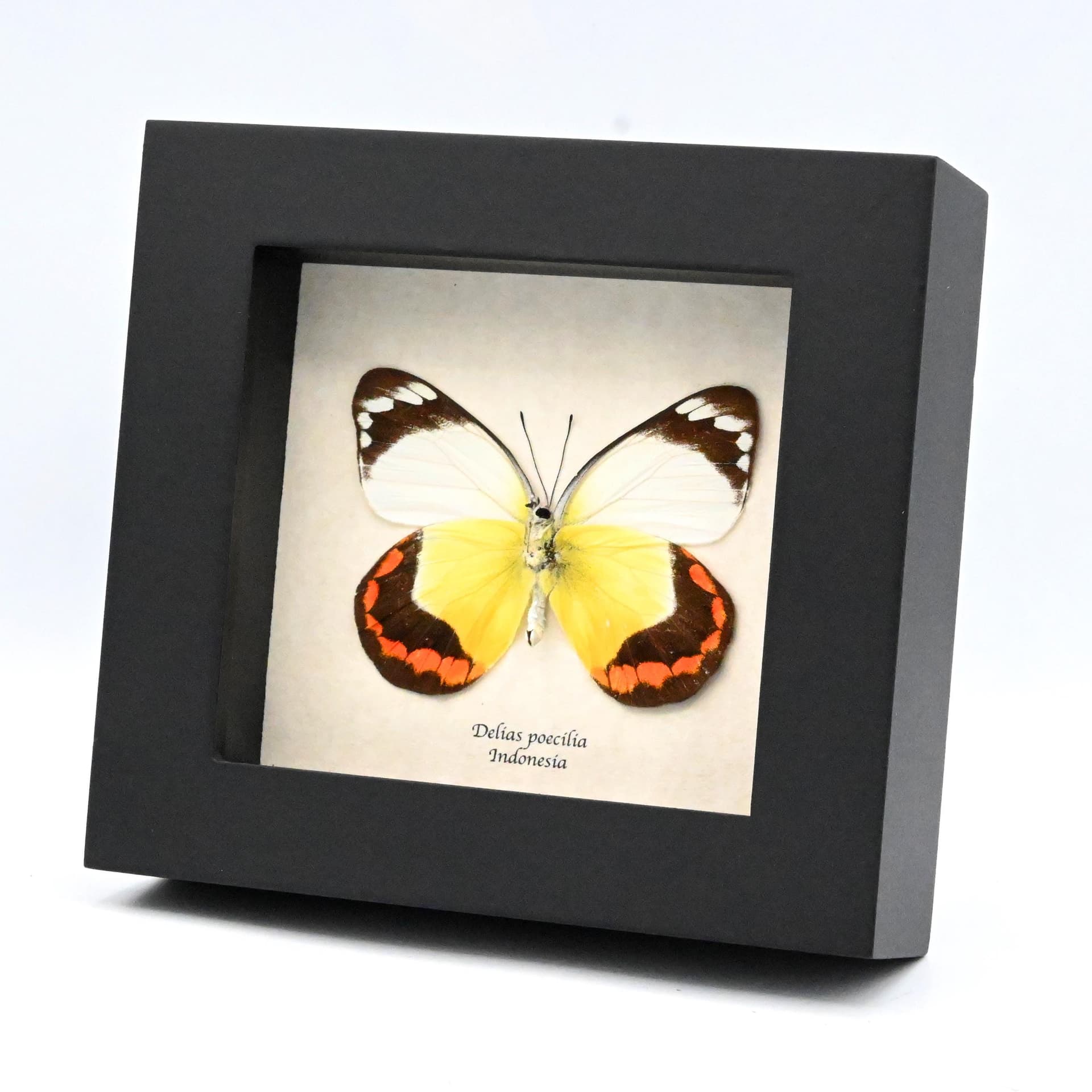 Real large yellow Delias butterfly framed taxidermy - Delias poecilia
