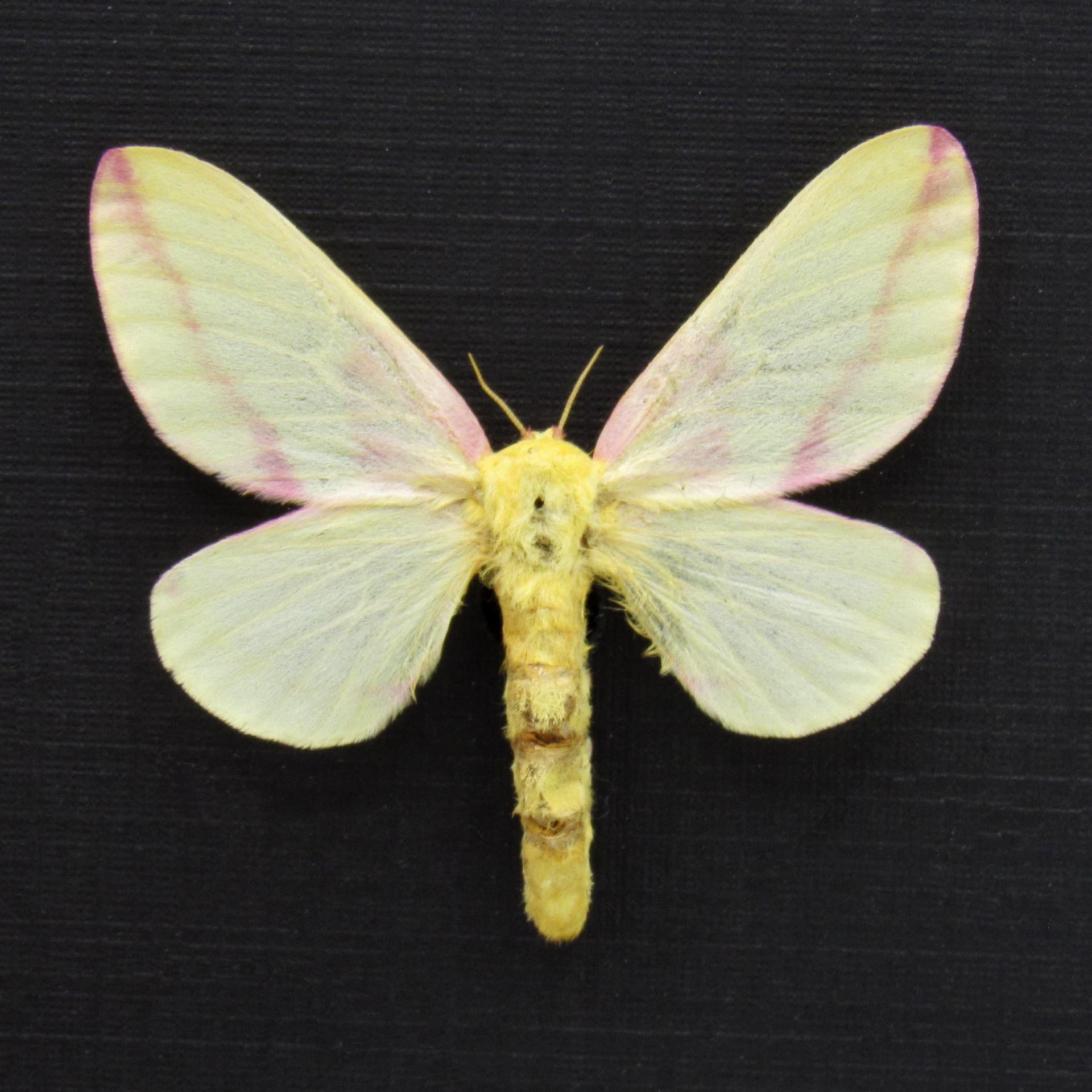 Real pink Rosy Maple moth framed taxidermy - Dryocampa rubicunda - large female