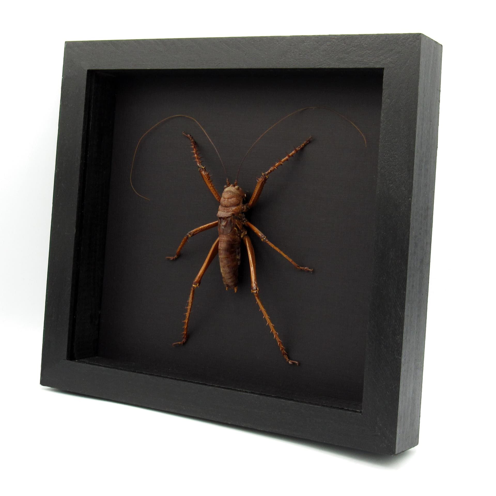 Real Giant Lobster Cricket framed taxidermy - Panoploscelis Specularis