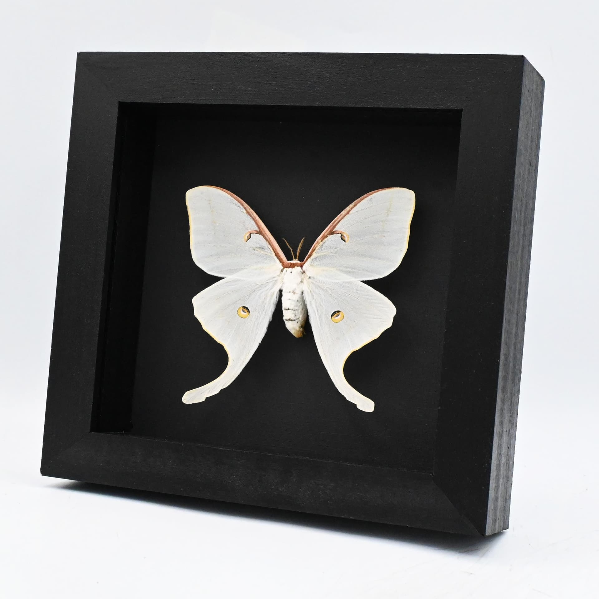 Real very large Luna Moon moth framed taxidermy - Actias luna - female