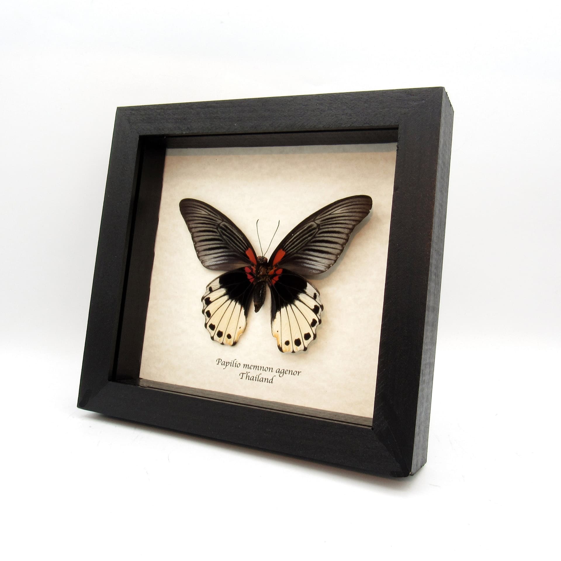 Real Great Mormon butterfly framed taxidermy - Papilio memnon agenor - female