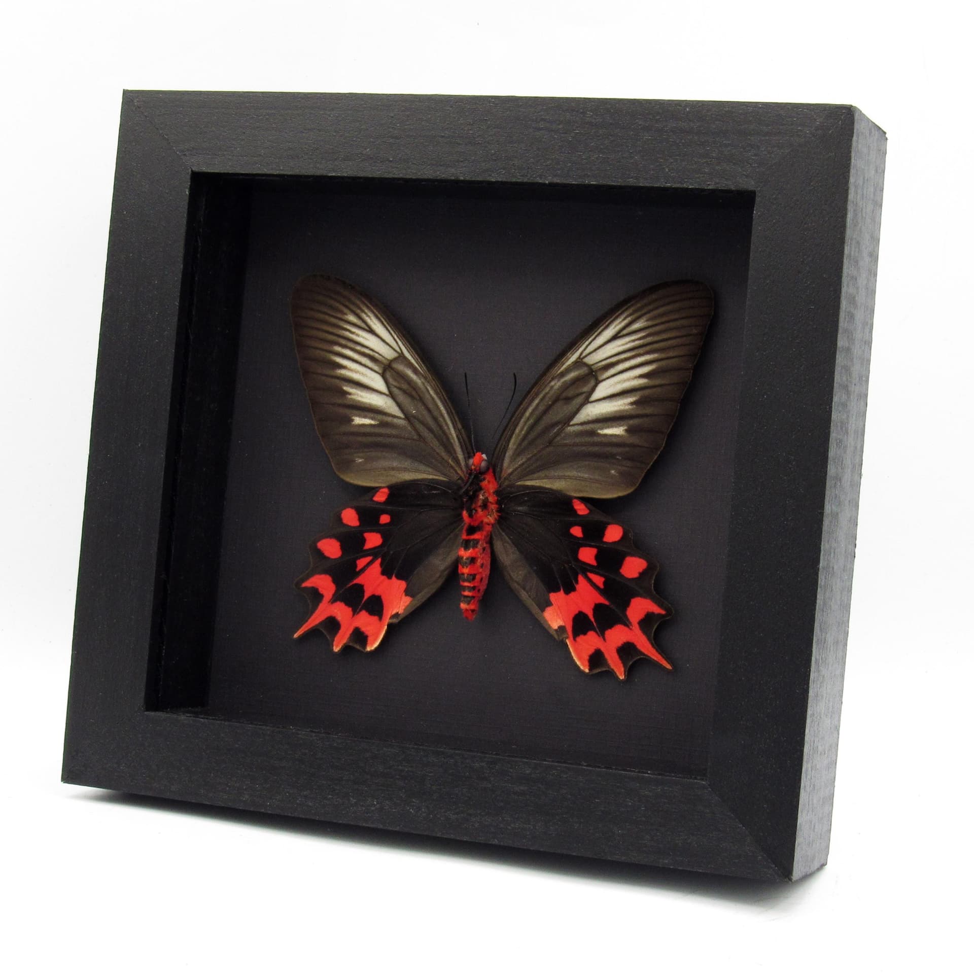 Real Vampire butterfly framed taxidermy - Atrophaneura semperi albofasciata - female